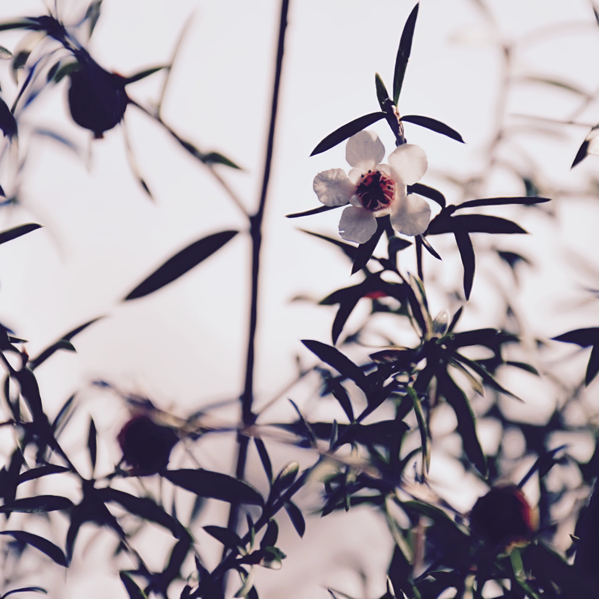 Burgundy Tea Tree - Leptospermum morrisonii