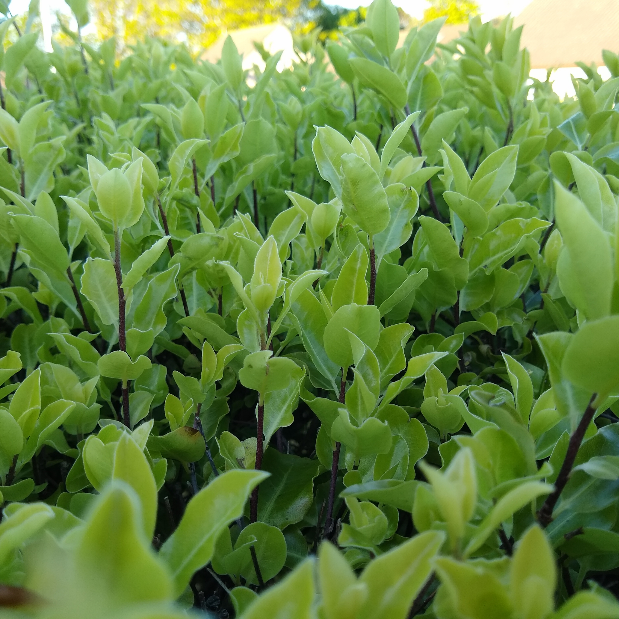 Pittosporum tenuifolium 'Pinnacle'