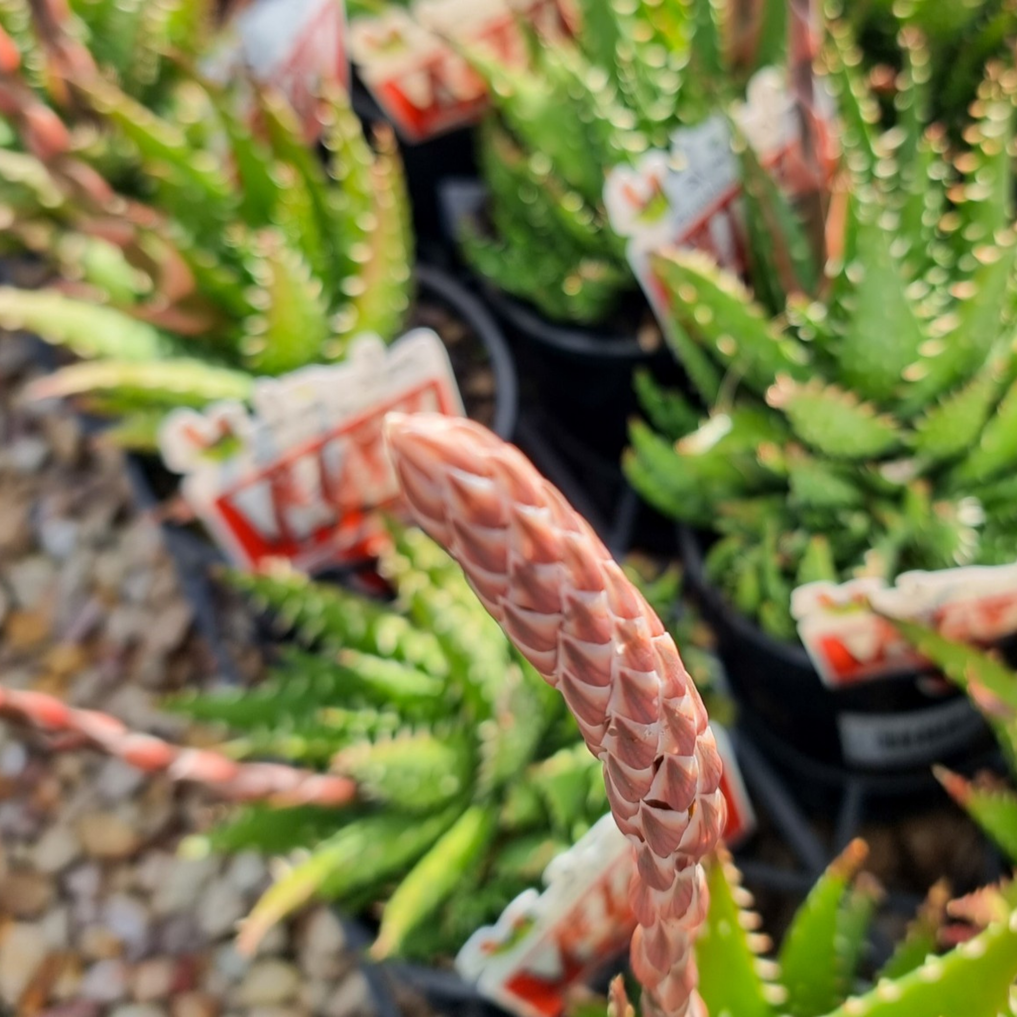 Aloe hybrida Bumble Bee