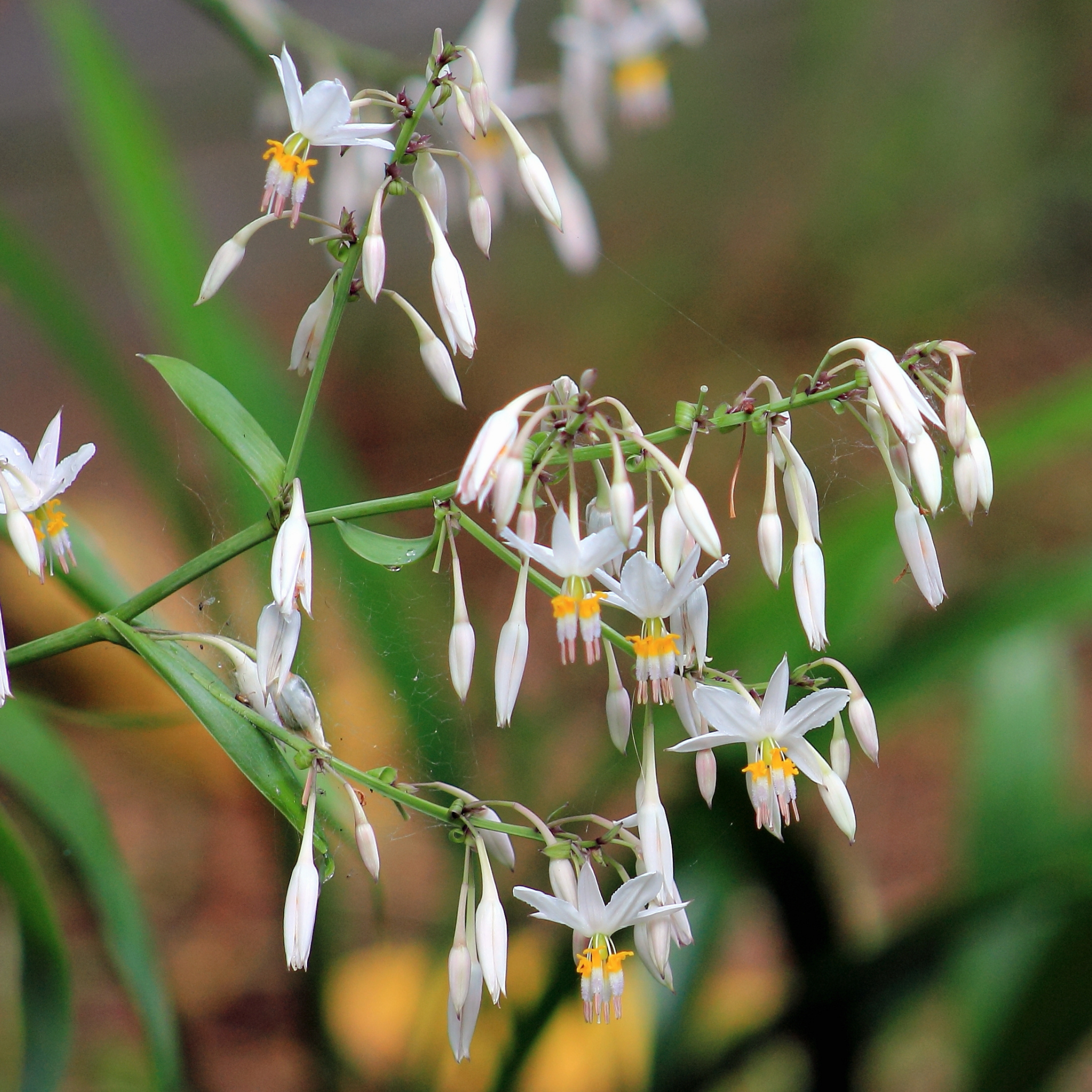 New Zealand Rock Lily 'Matapouri Bay' - Arthropodium cirratum