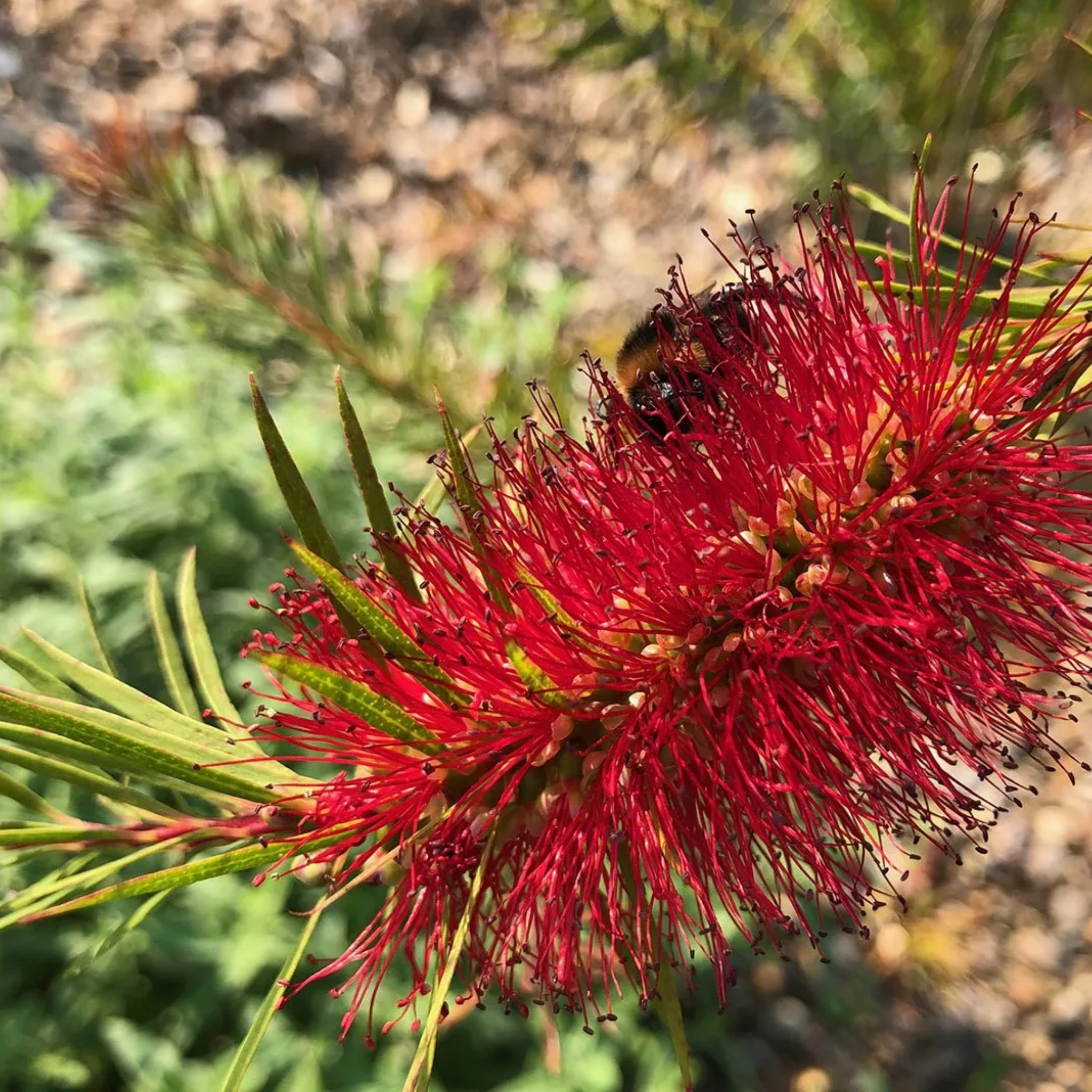 Deep Red Bottlebrush - Callistemon subulatus 'Packers Selection’