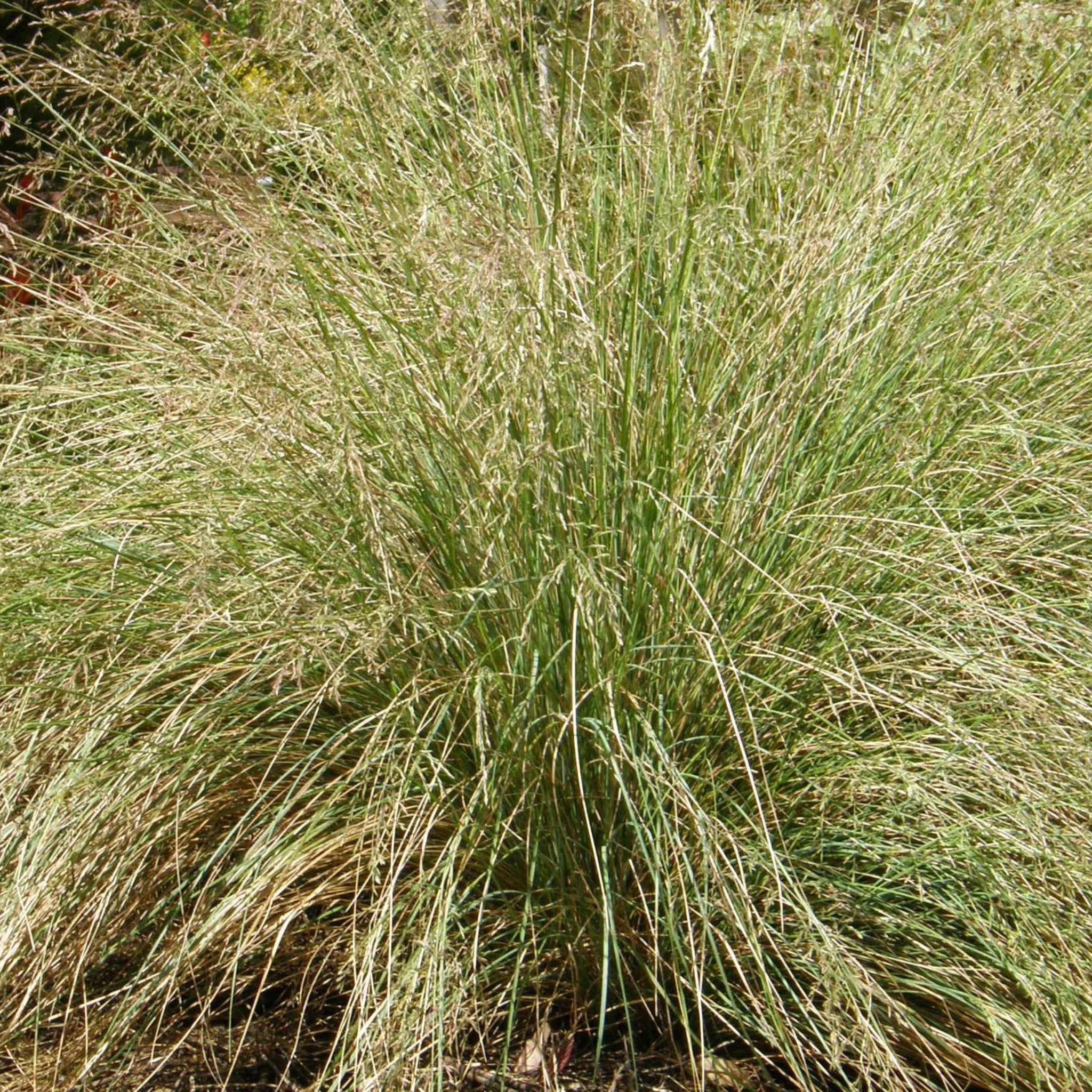 Soft Tussock Grass