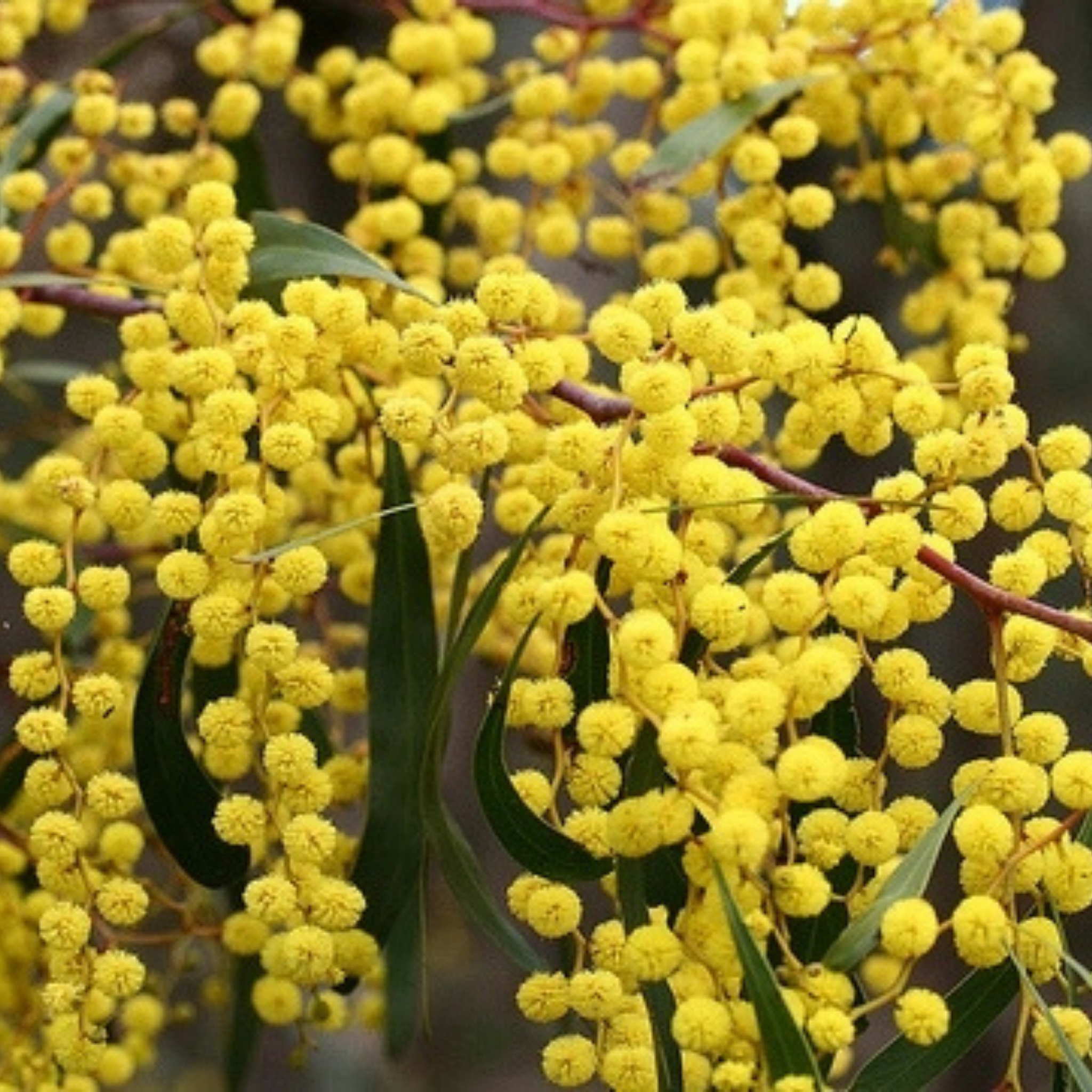Acacia Golden Wattle - Acacia pycnantha