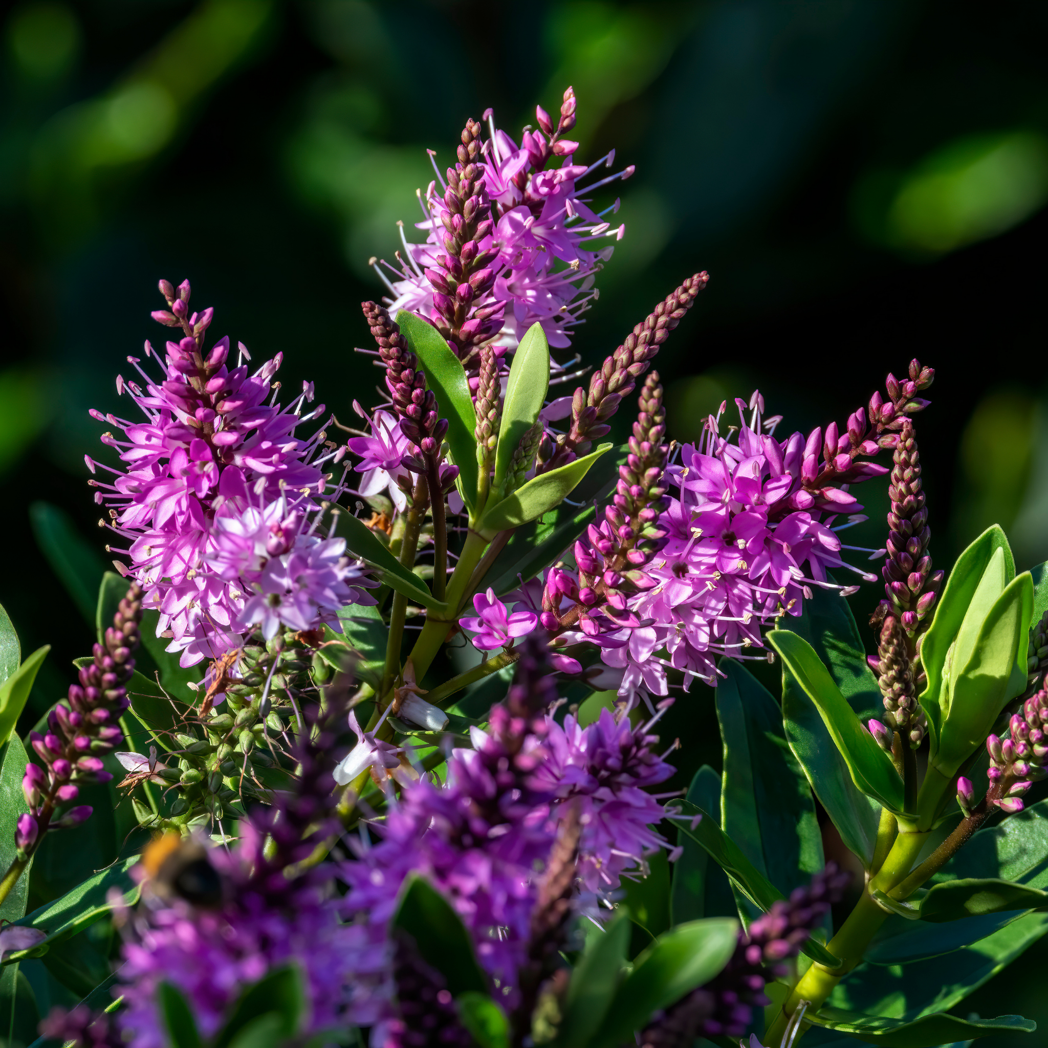 Hebe hybrida Marie Antoinette