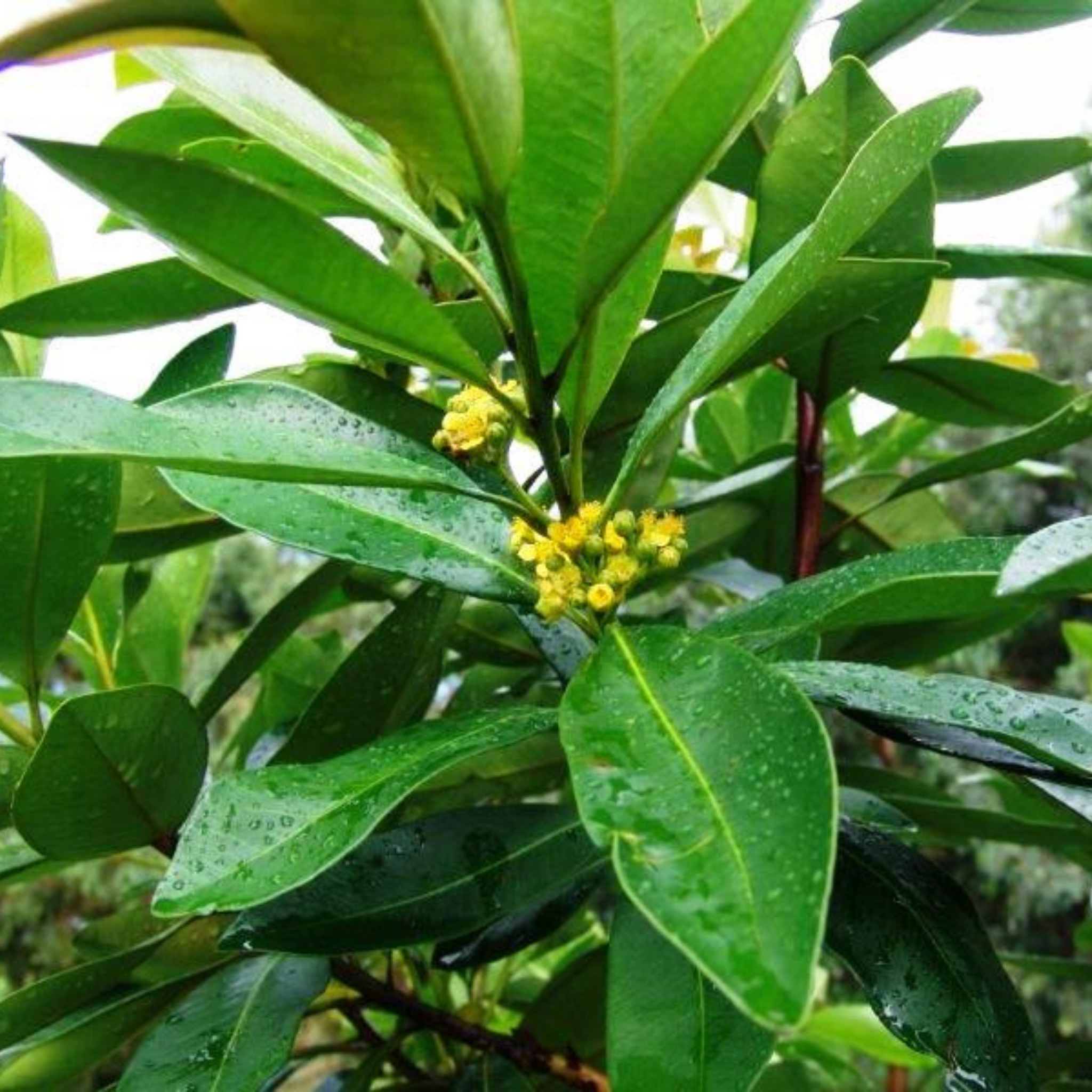 Close-up of green leaves with small yellow flowers on a blurred natural background
