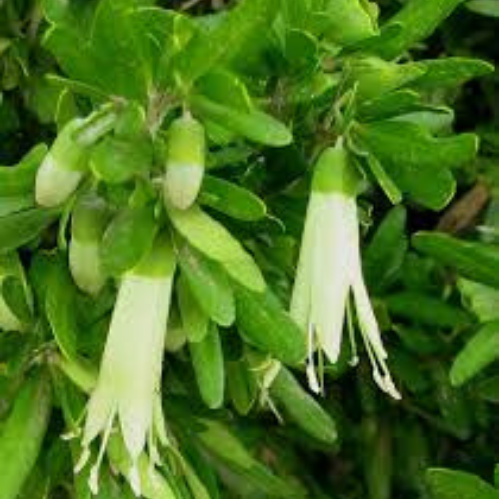 Rock Correa Coliban River - Correa glabra 'Coliban River'