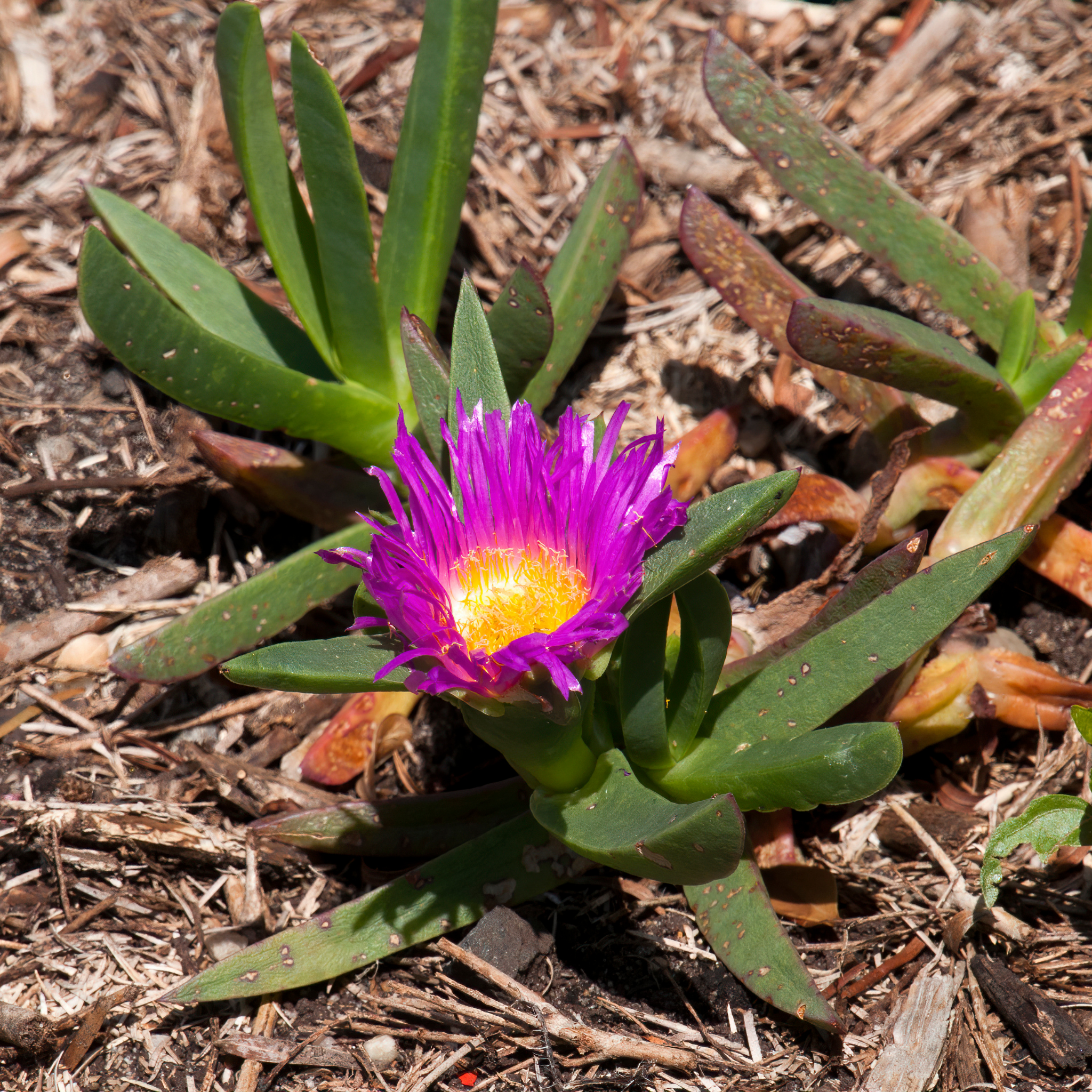 Native Pigface - Carpobrotus rossii