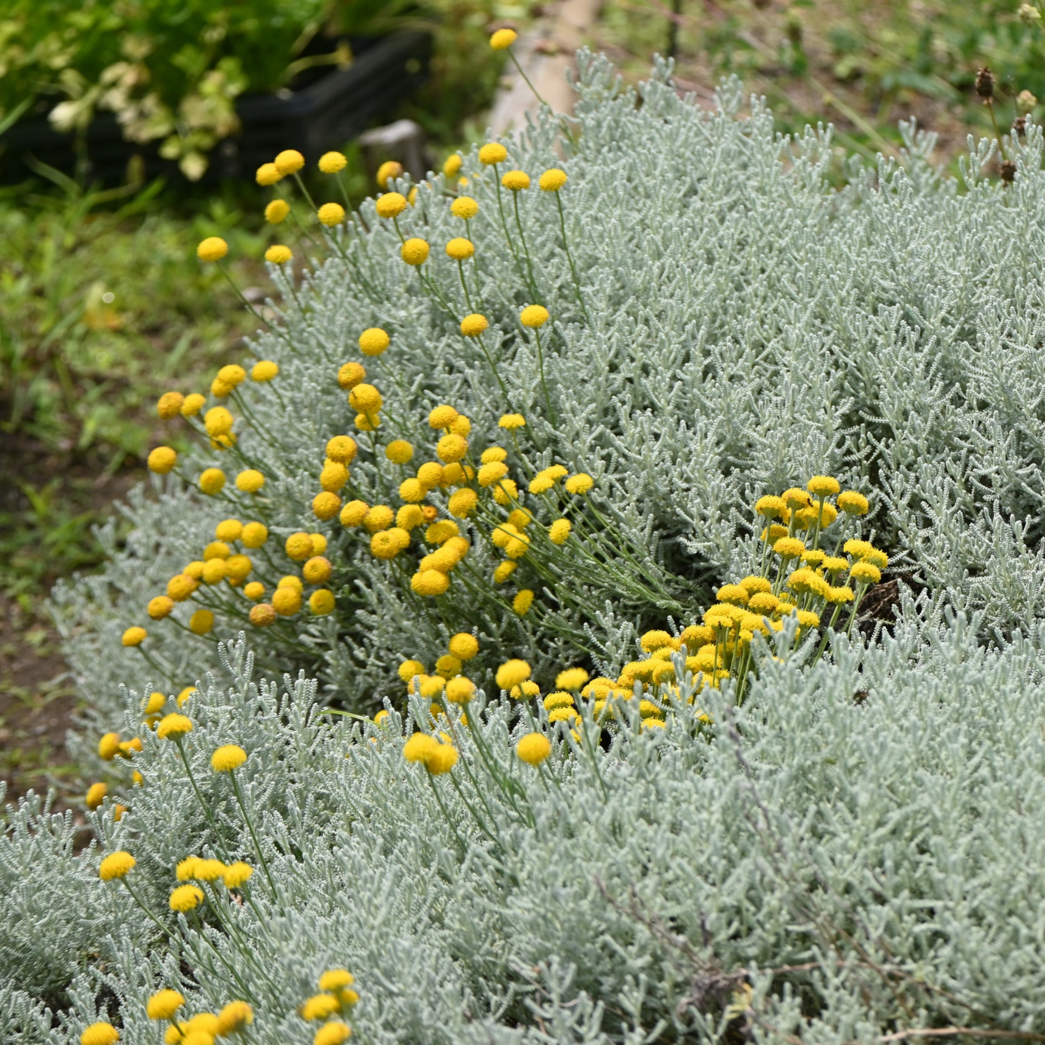 Cotton Lavender - Santolina chamaecyparissus