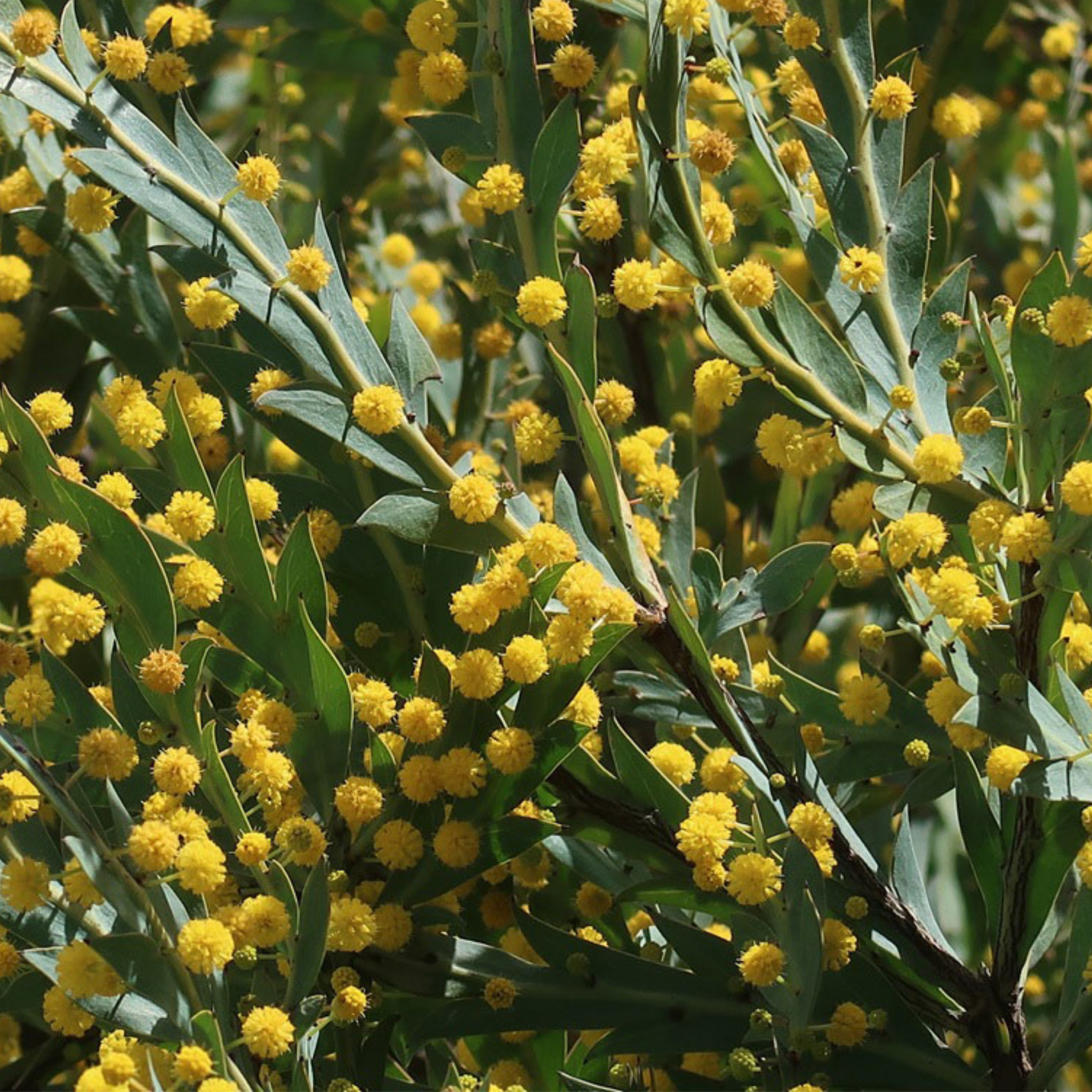 Close-up of yellow flowers and green leaves