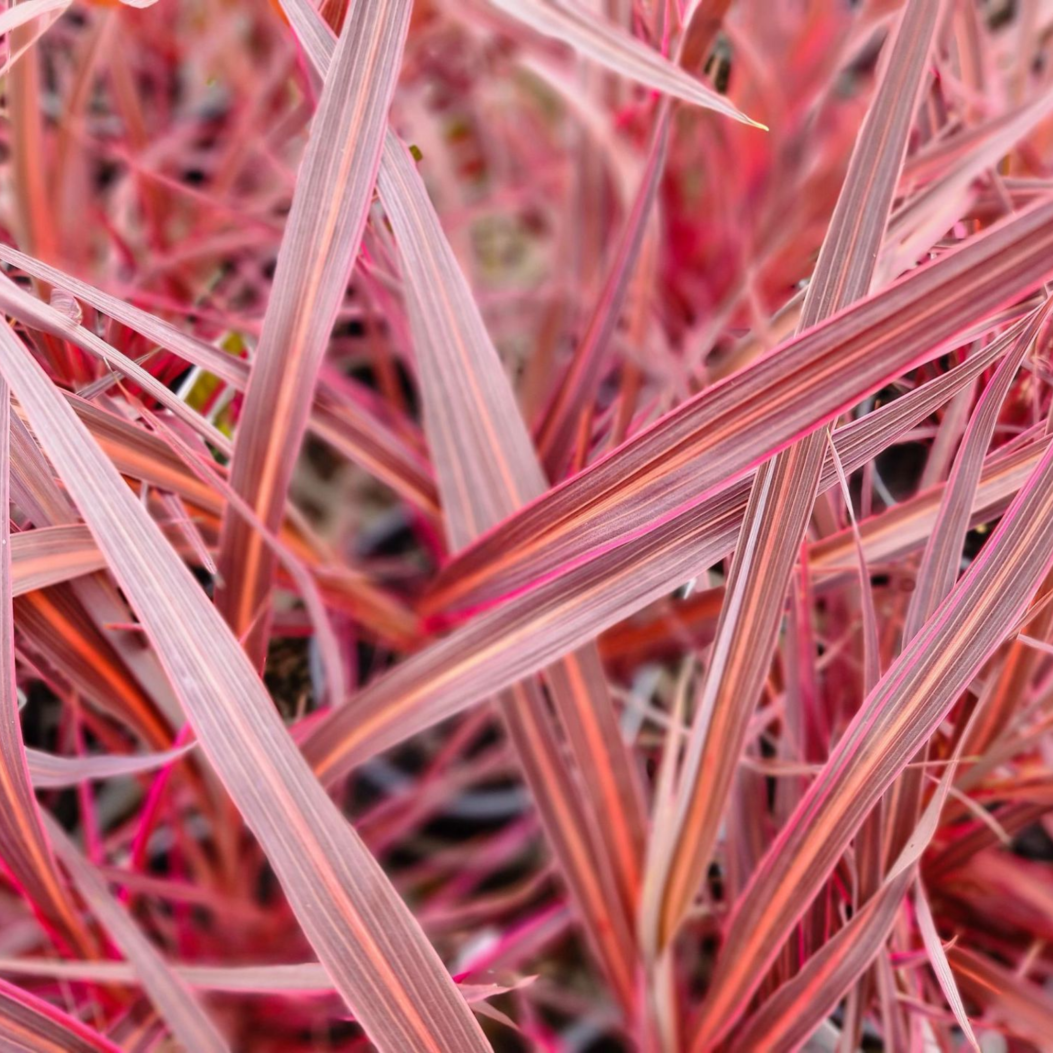 Electric Pink Cordyline - Cordyline banksii 'Electric Pink'