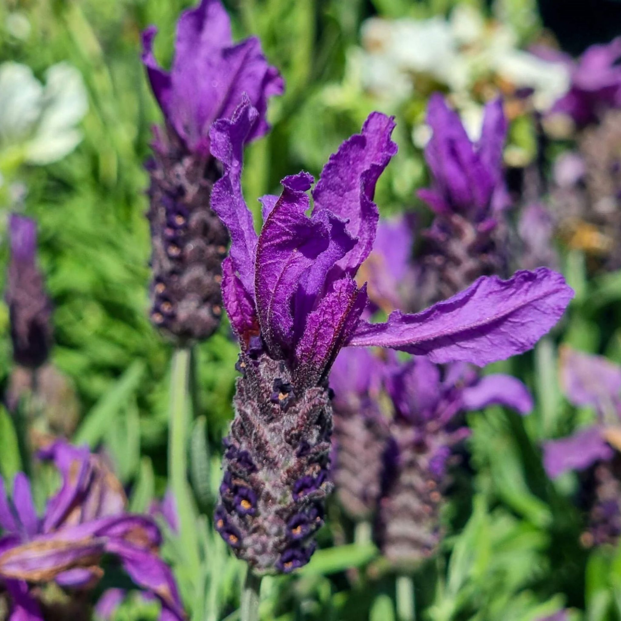Italian Lavender Javelin Forte Purple - Lavandula stoechas Javelin Forte Purple