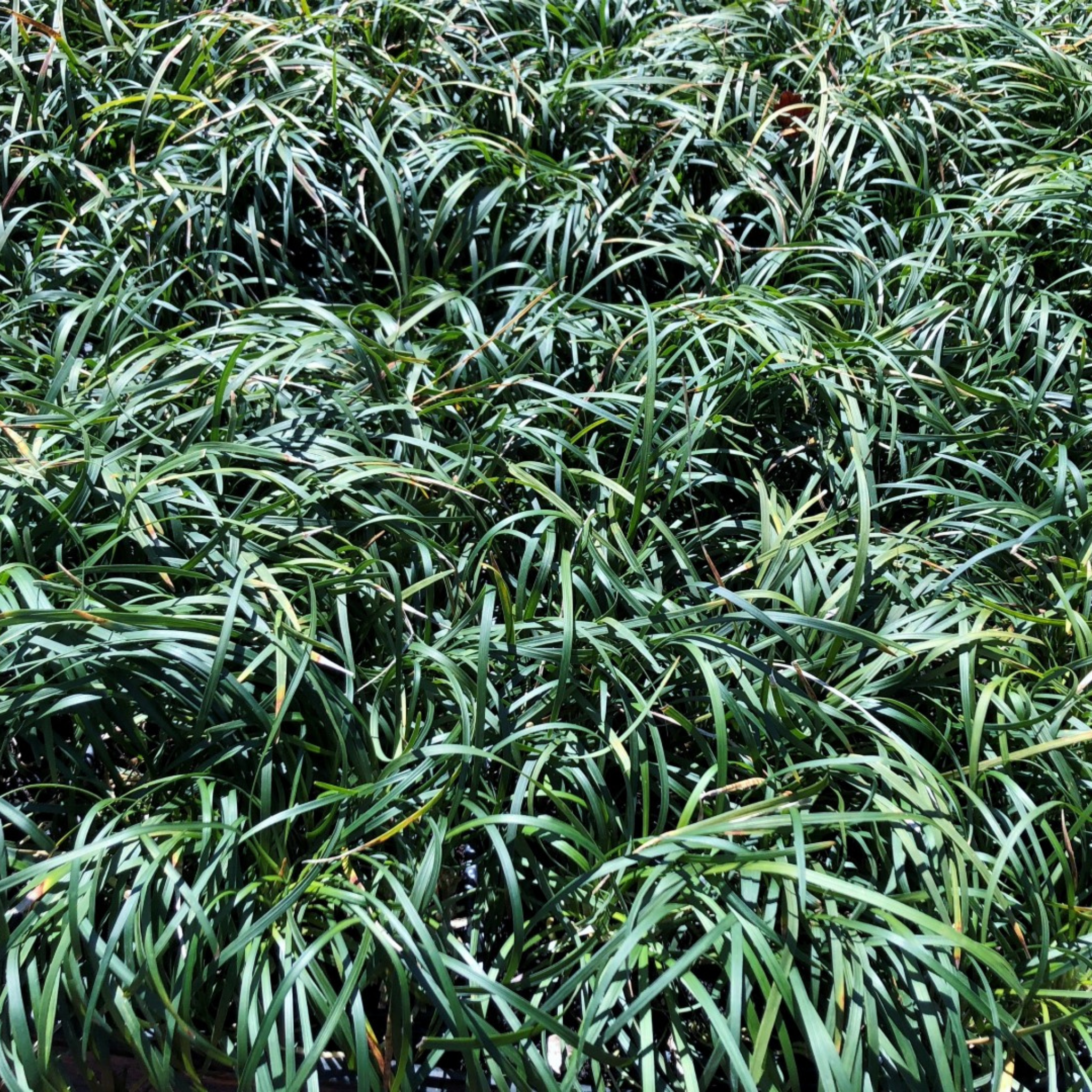 Mondo Grass - Ophiopogon japonicus