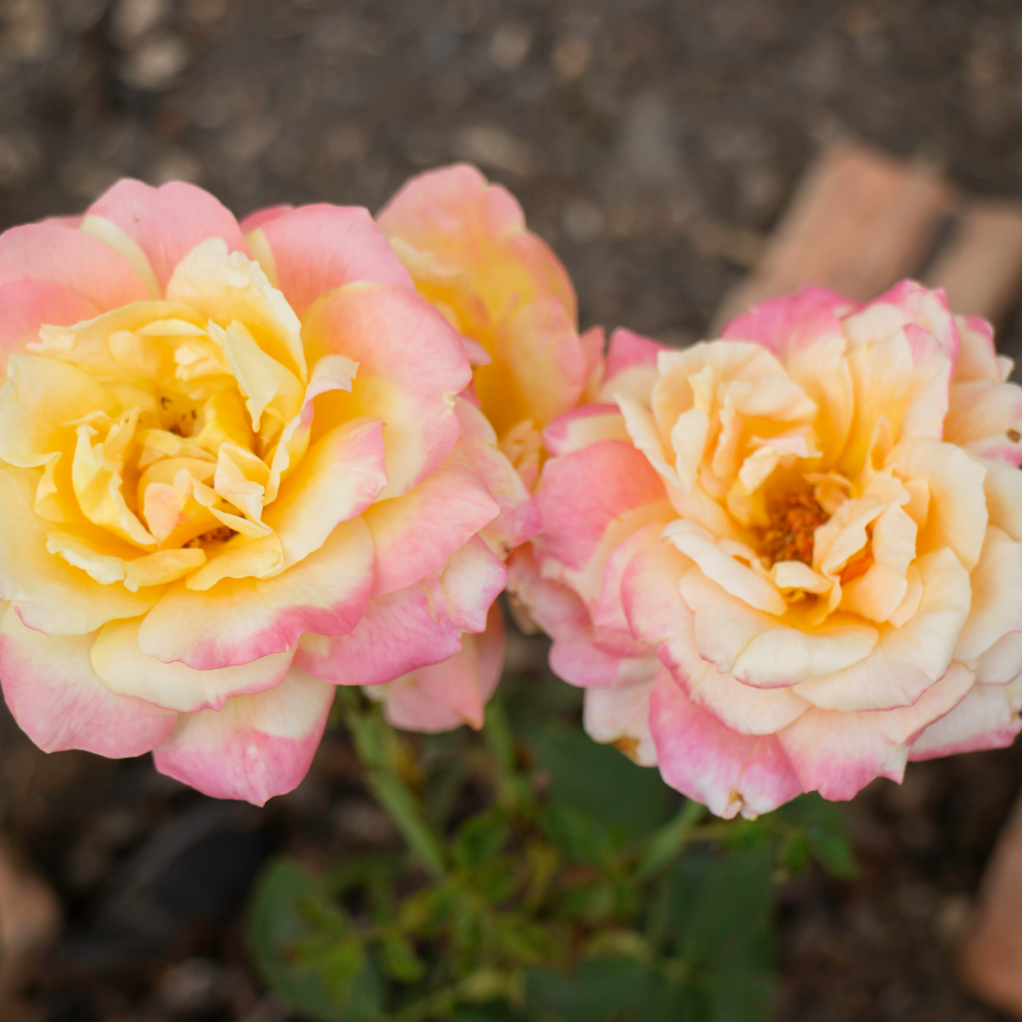 Peace Hybrid Tea Rose - Rosa Peace
