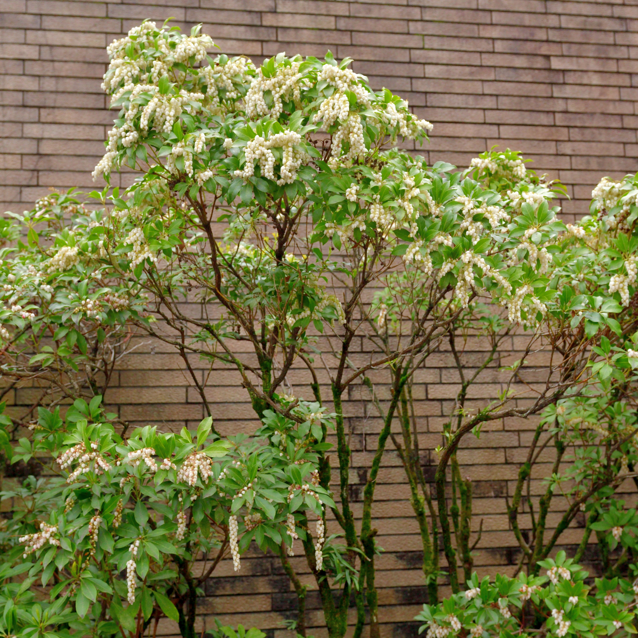 Temple Bells Japanese Andromeda - Pieris japonica Temple Bells