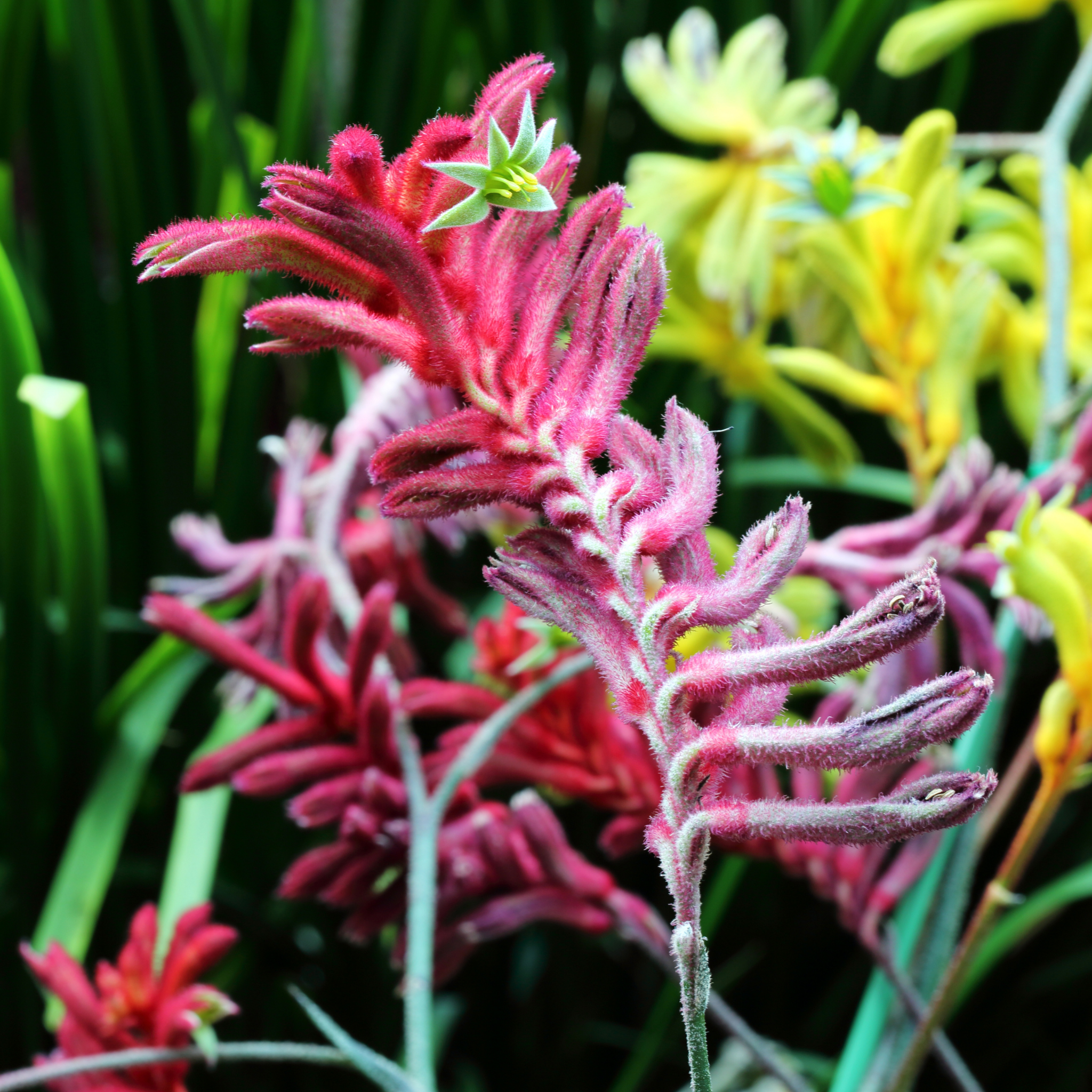 Pink Kangaroo Paw ‘Bush Crystal’ - Anigozanthos hybrida