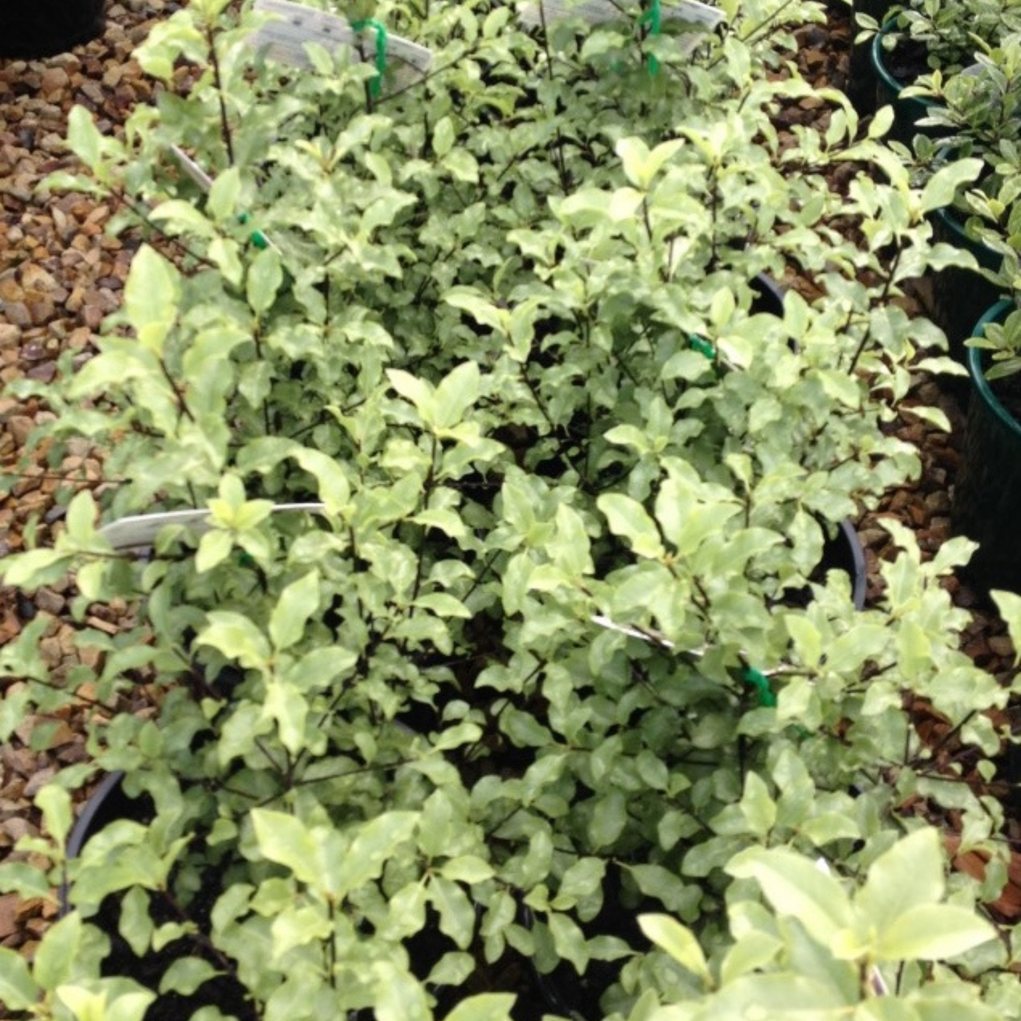 Green shrub or small tree in a garden setting with mulch and plants around