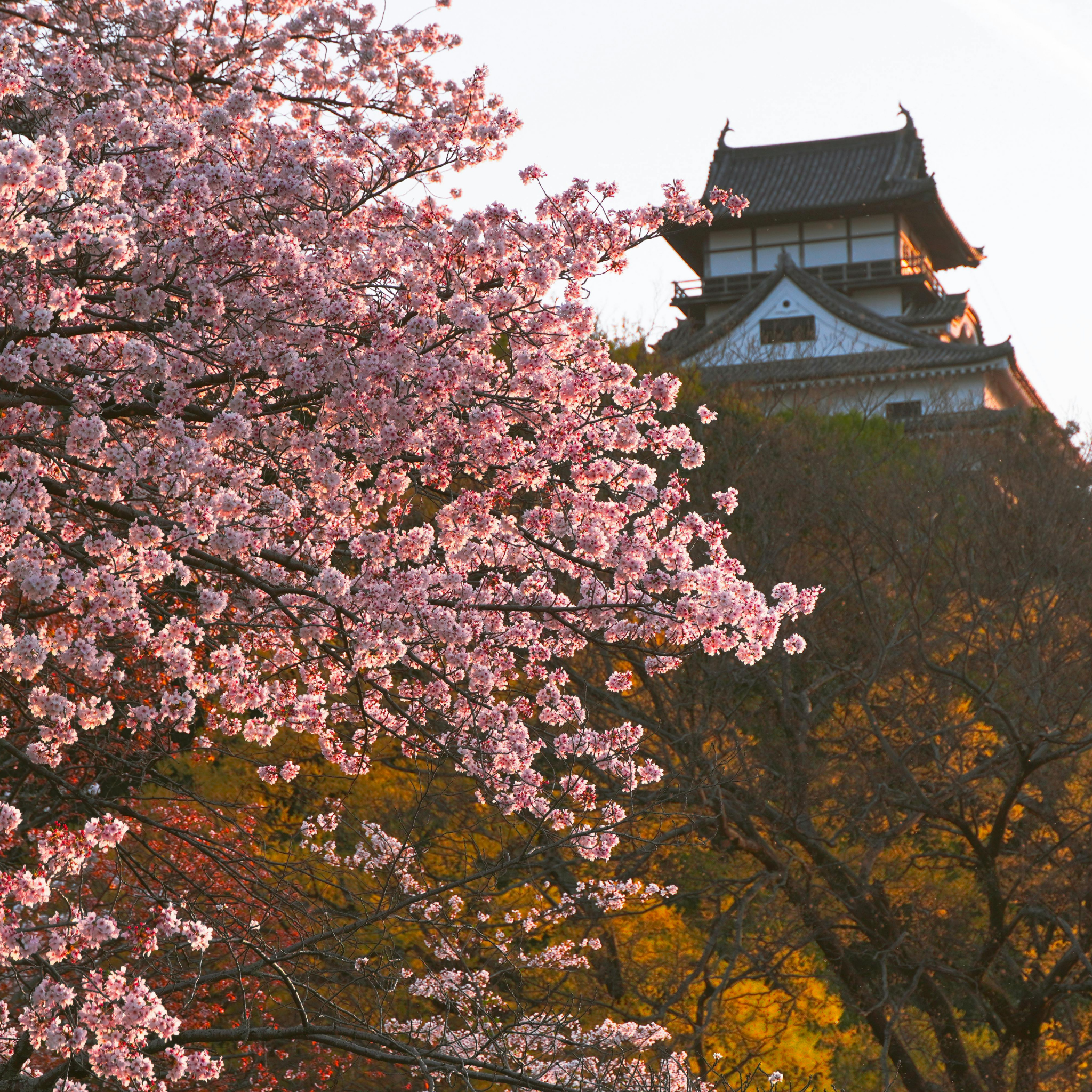 Japanese Flowering Ornamental Cherry - Prunus serrulata 'Kanzan'
