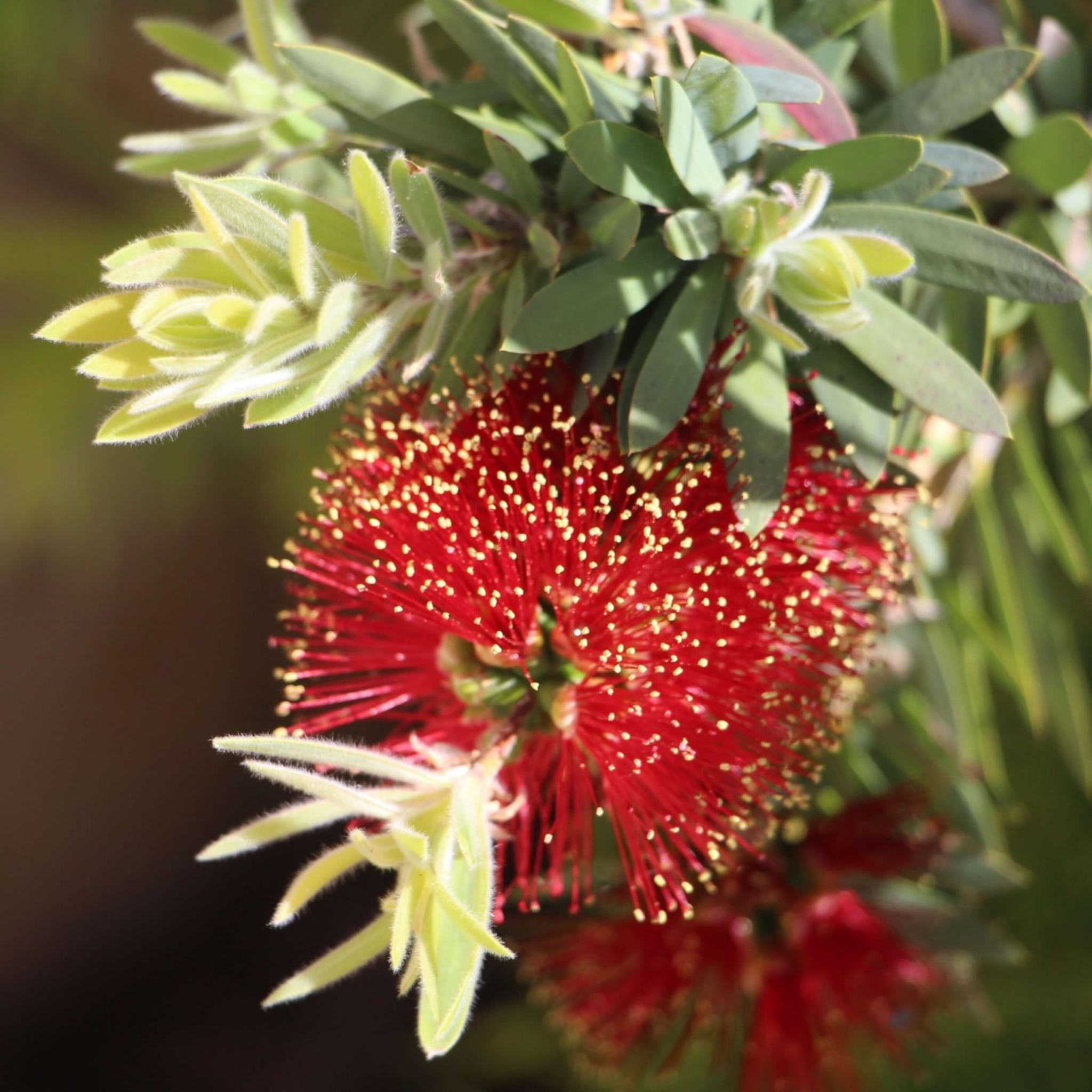 Dwarf Weeping Bottlebrush Better John - Callistemon viminalis 'Better John' PBR