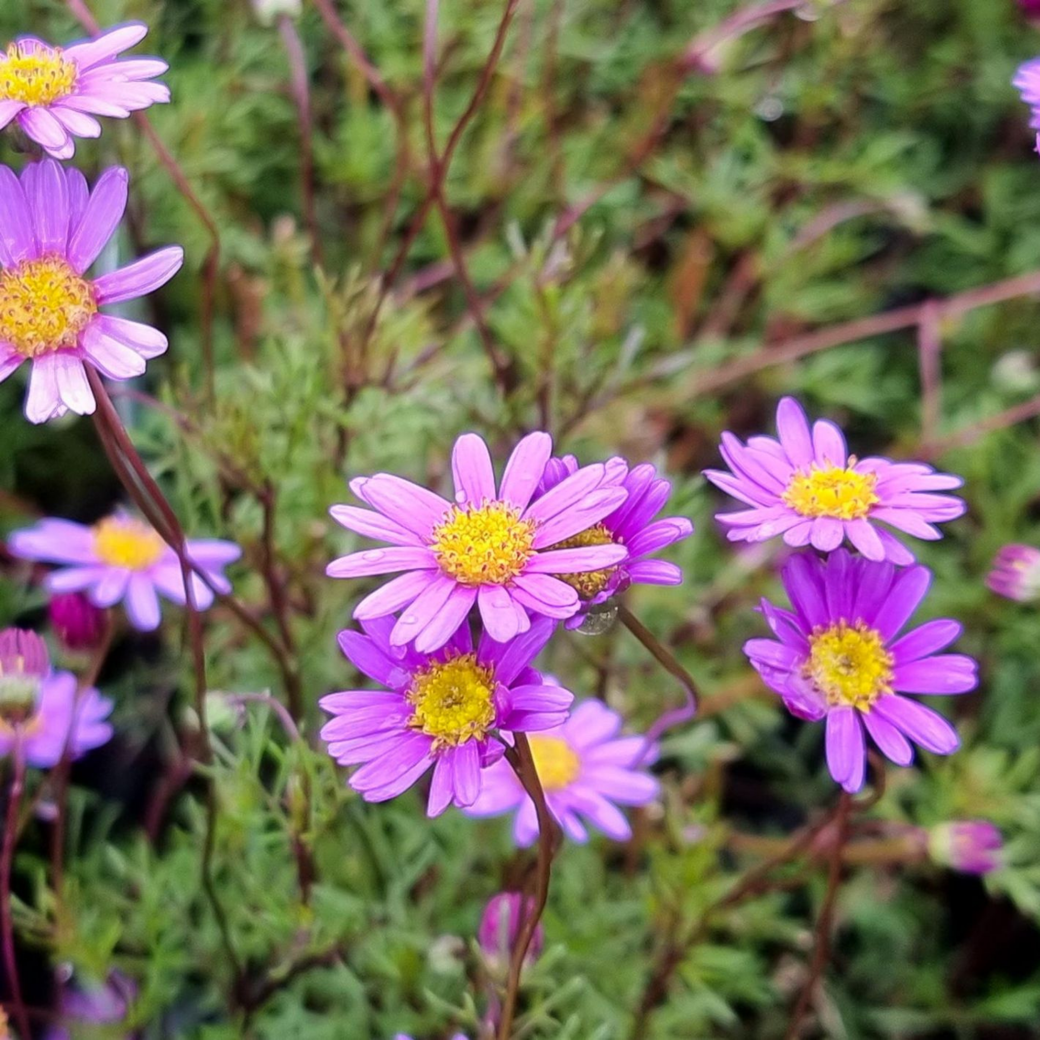 Cut Leaf Daisy Break O Day - Brachyscome multifida Break O Day