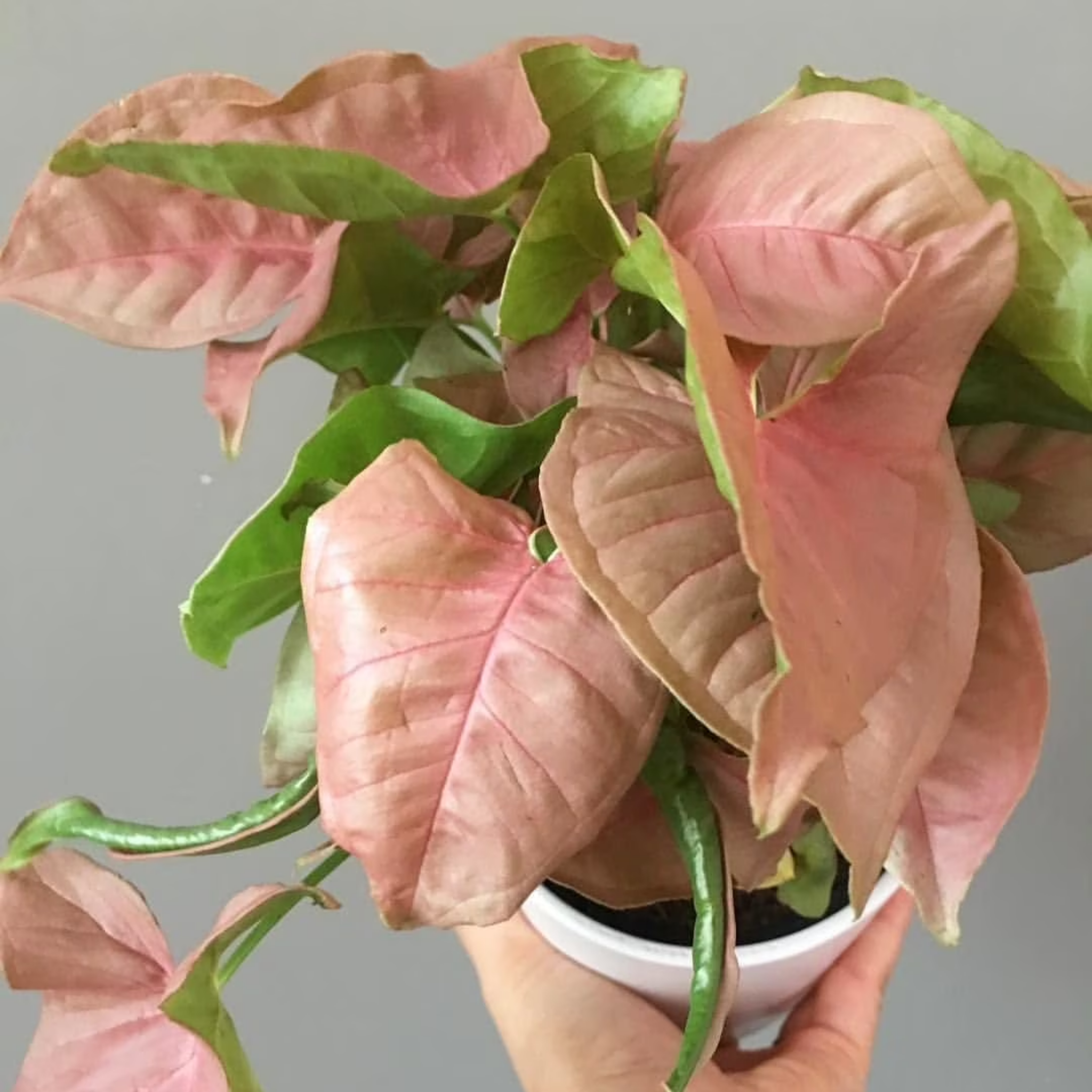 Pink Syngonium - Syngonium podophyllum 'Neon' Arrowhead Plant