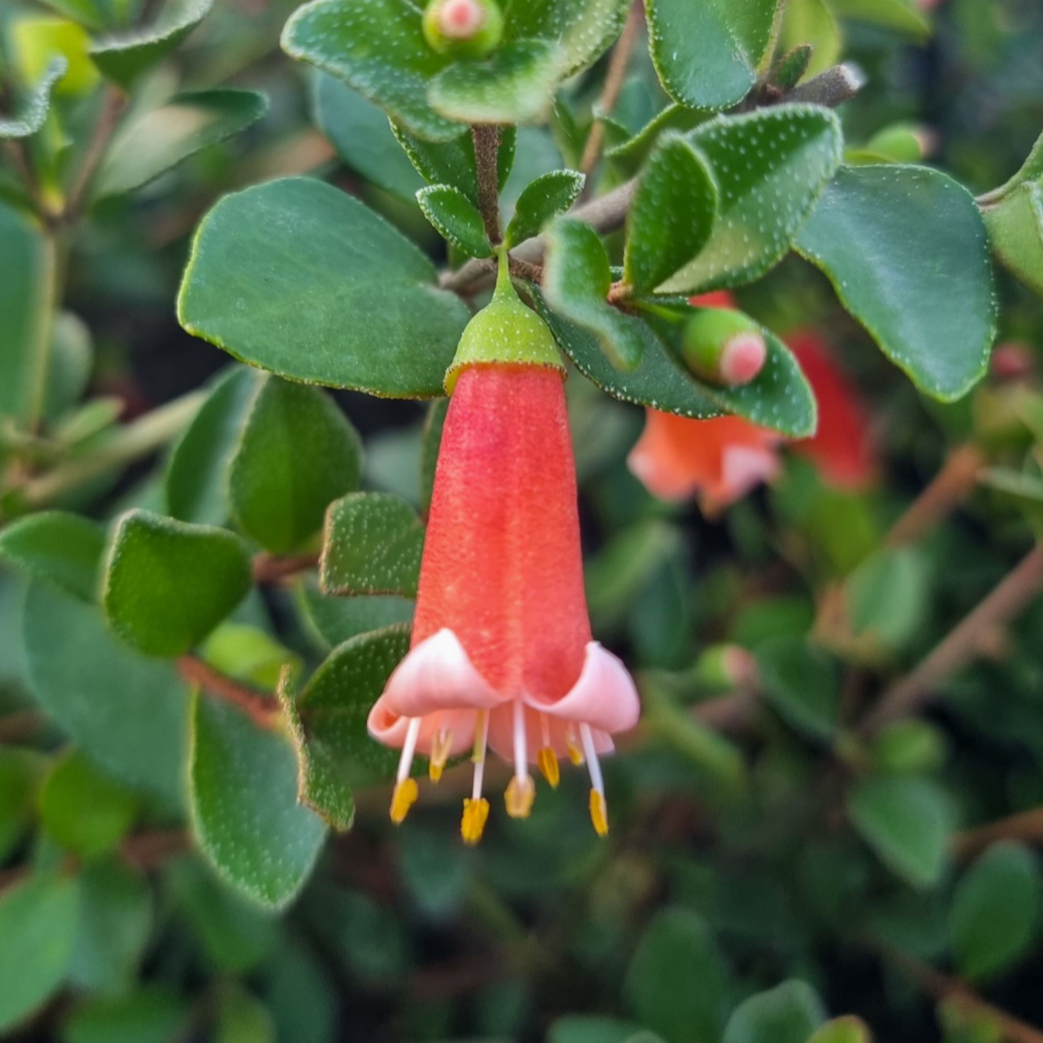 Orange Glow Native Fuchsia - Correa pulchella 'Orange Glow'