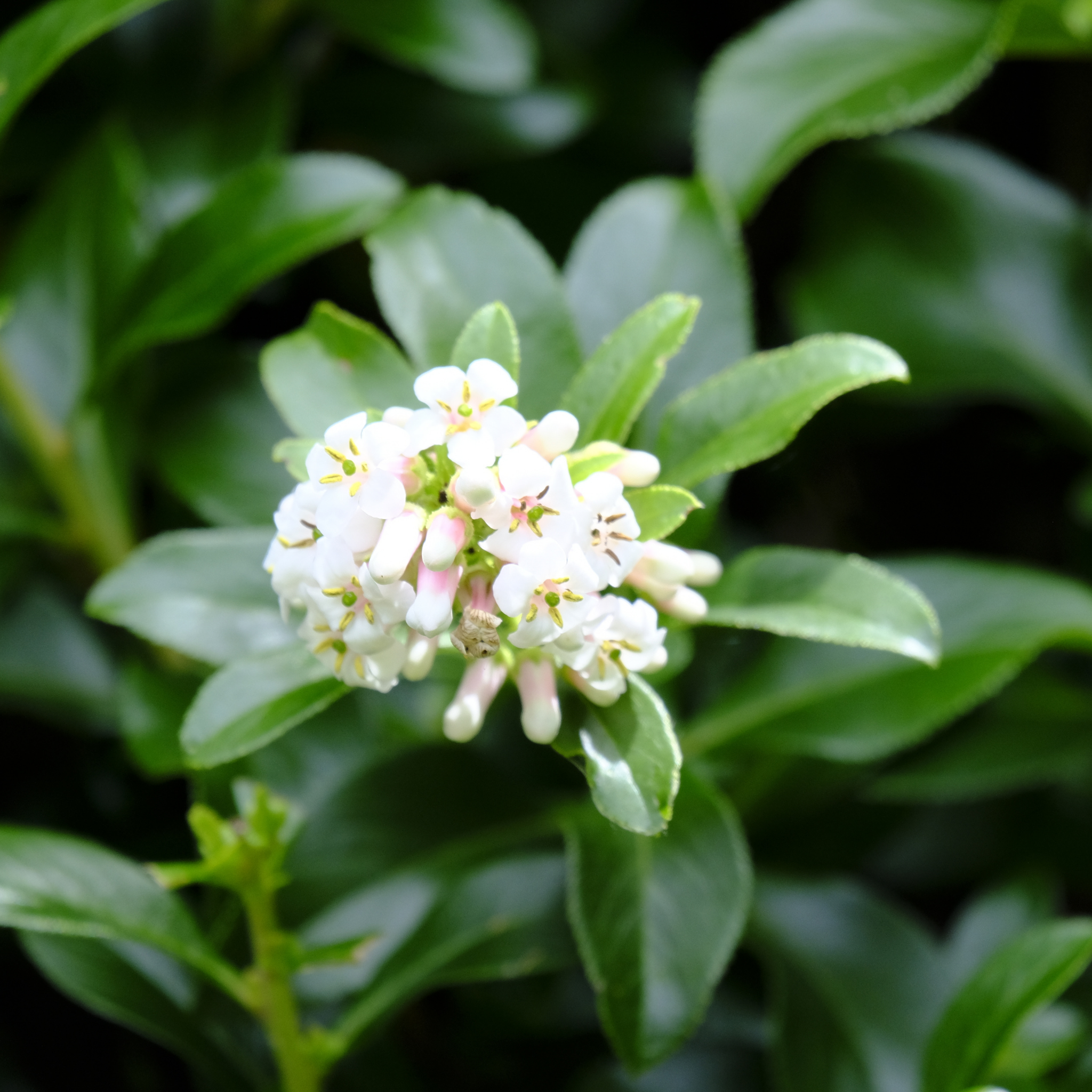 White Escallonia - Escallonia bifida exoniensis Iveyi