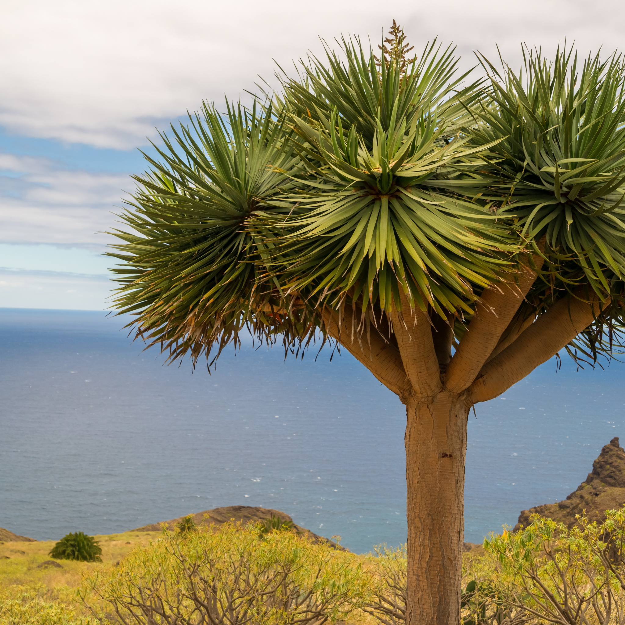 Canary Islands Dragon Tree - Dracaena draco