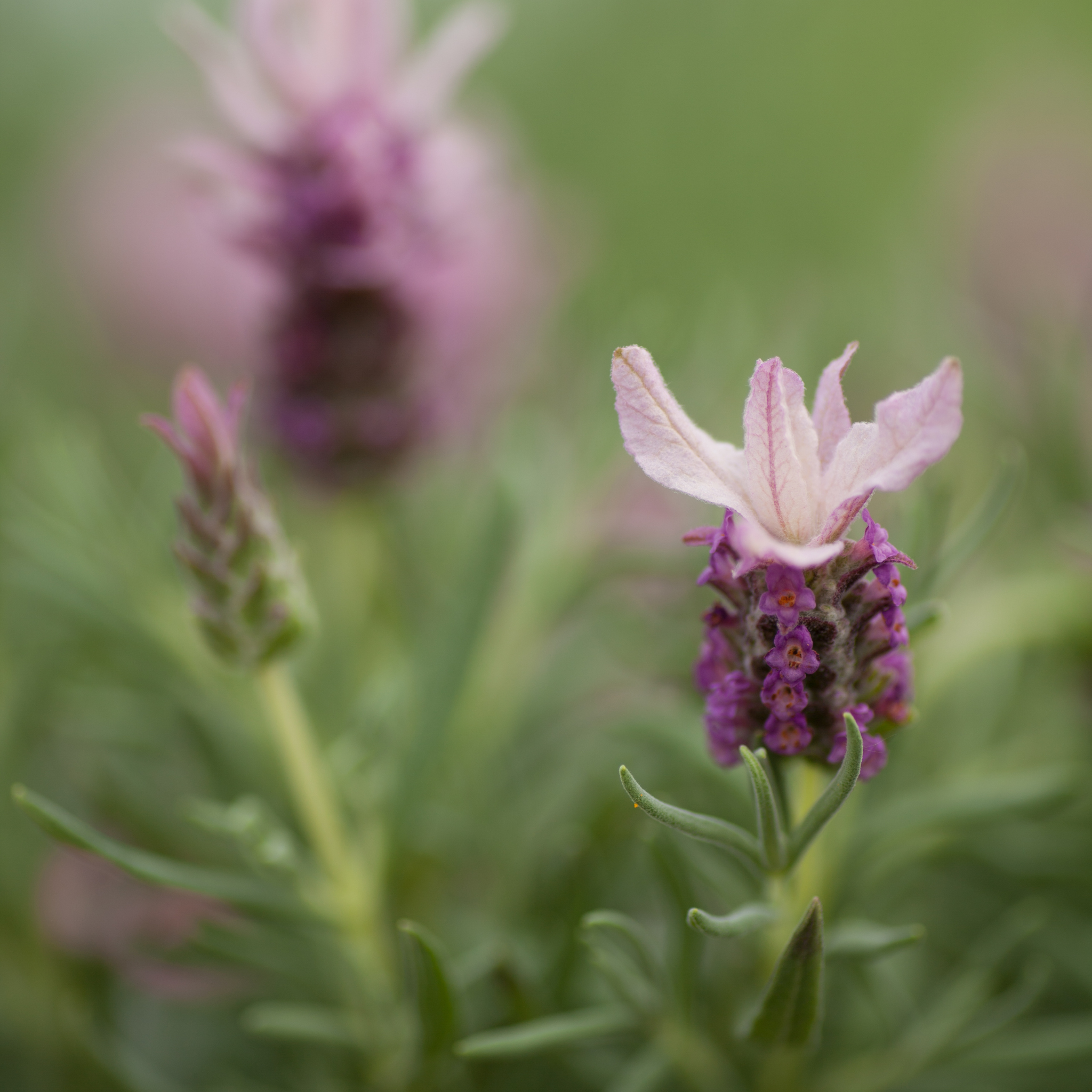 Pink Queen Lavender - Lavandula pedunculata Pink Queen