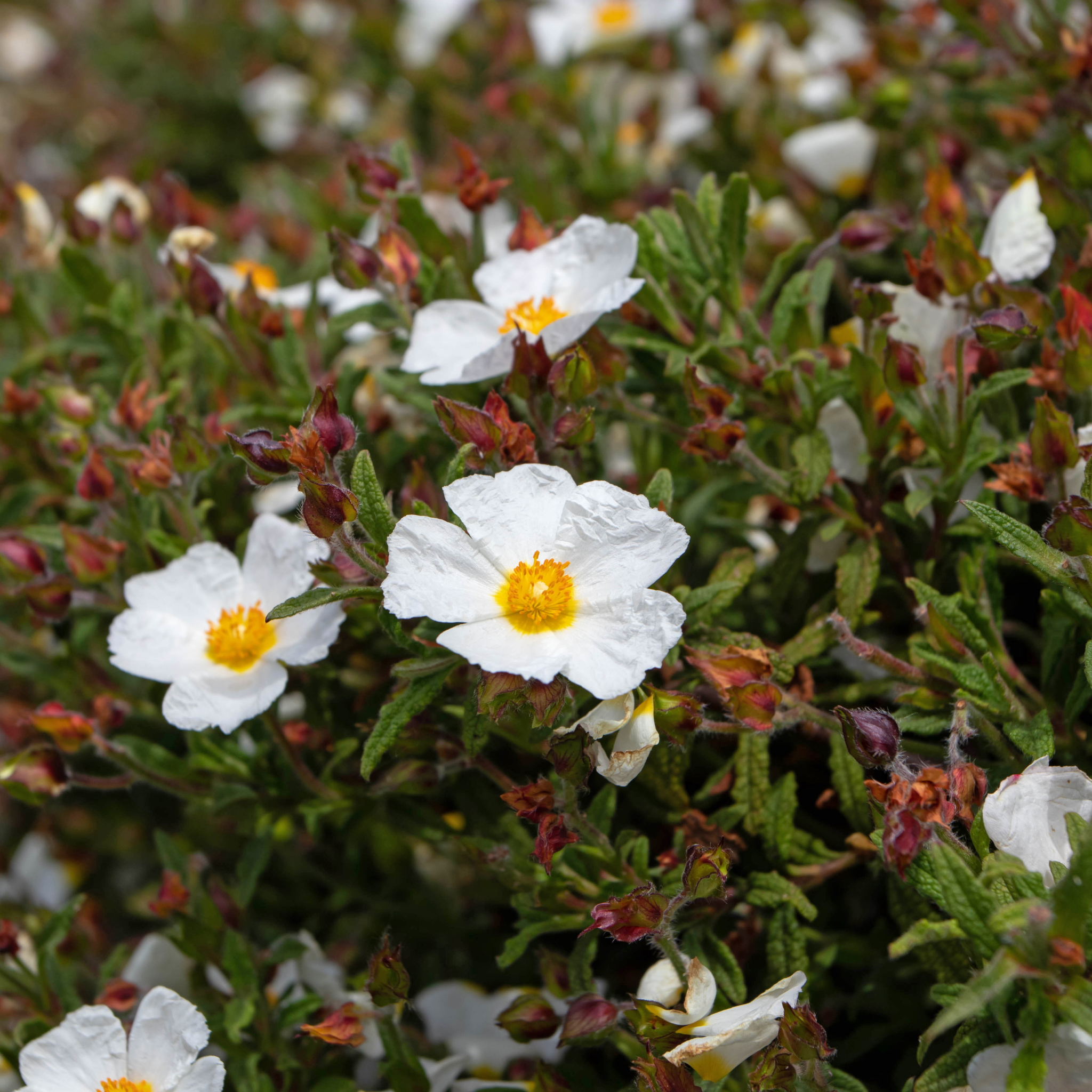 Sage Leaved Rockrose - Cistus salviifolius