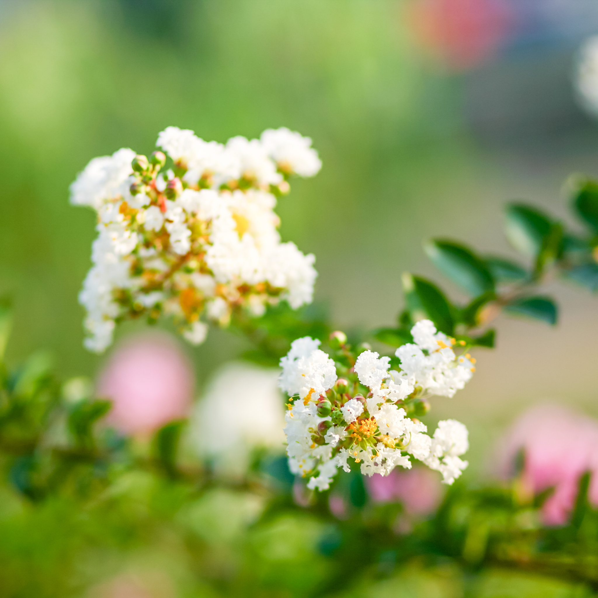 White Crepe Myrtle - Lagerstroemia indica fauriei 'Acoma'