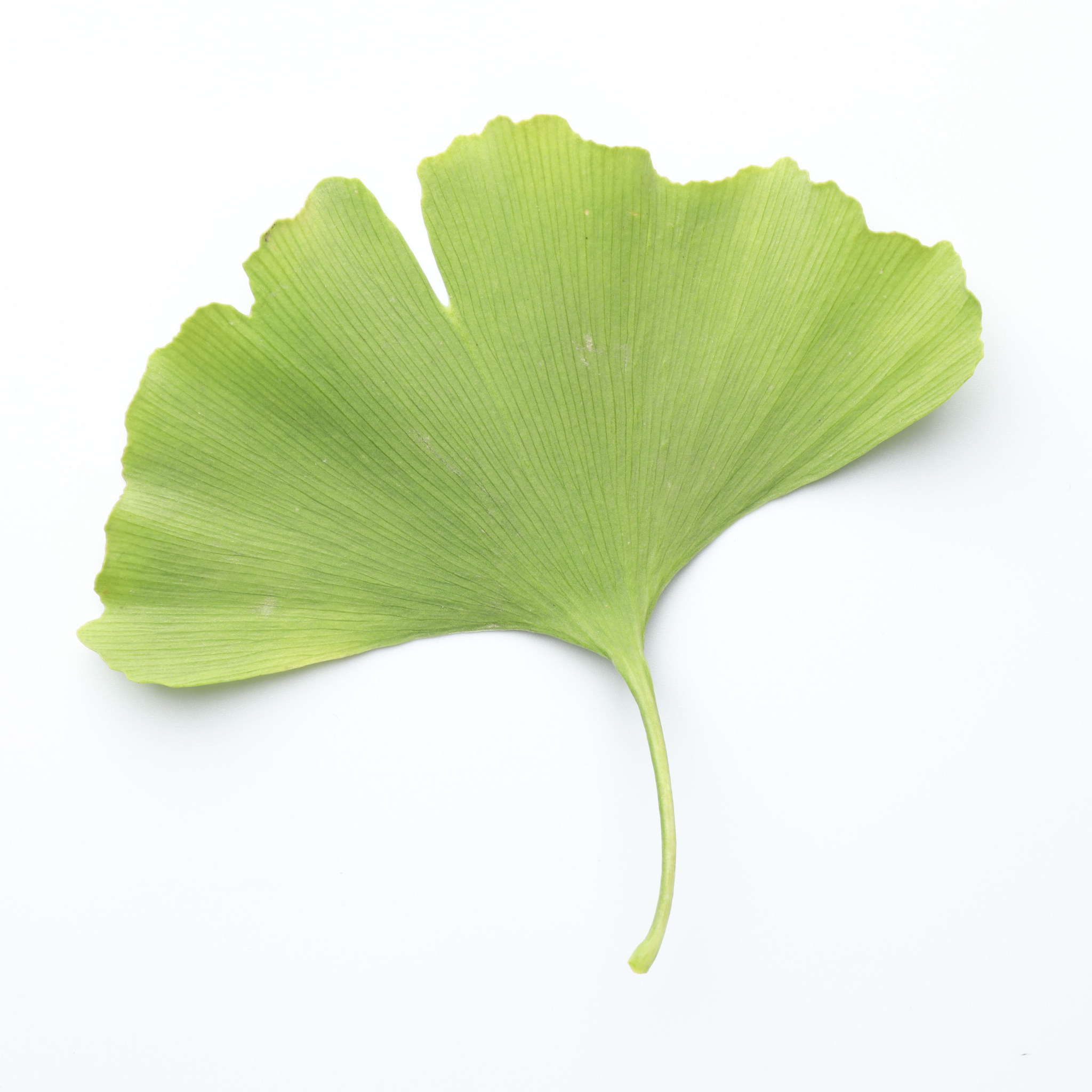Ginkgo biloba - Maidenhair Tree Conifer