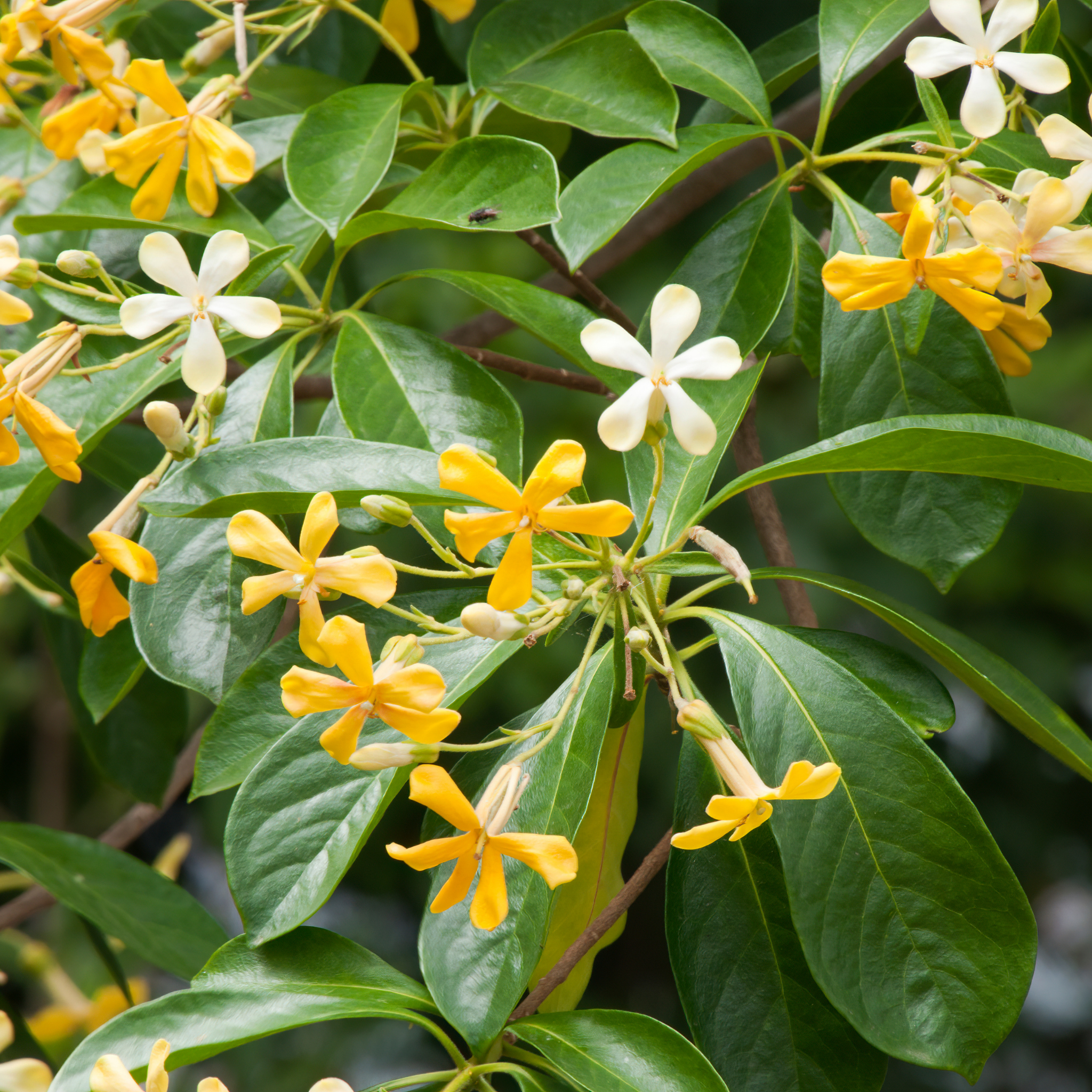 Native Frangipani - Hymenosporum flavum