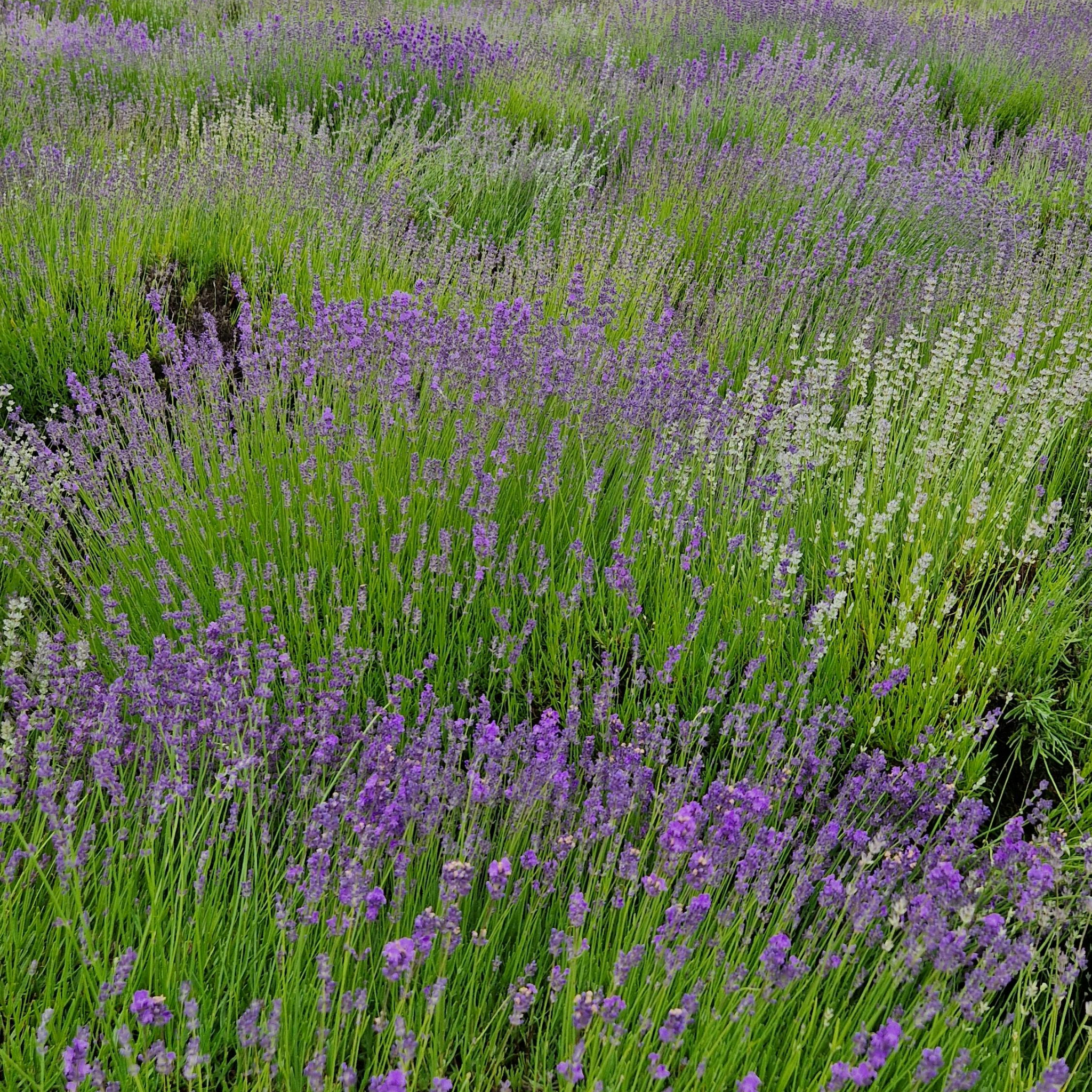 Compact English Lavender - Lavandula angustifolia Hidcote