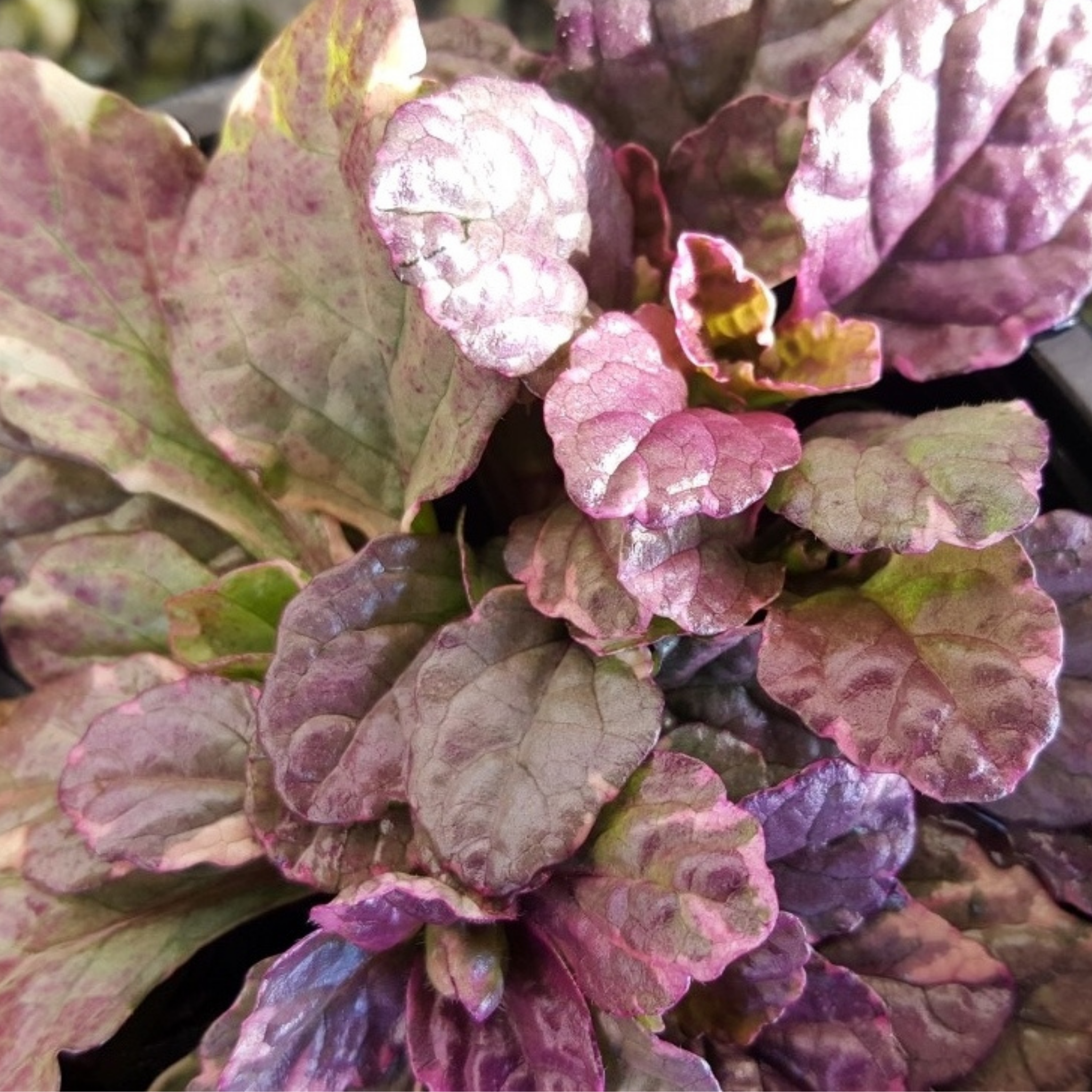 Ajuga Burgundy Glow - Ajuga reptans Burgundy Glow