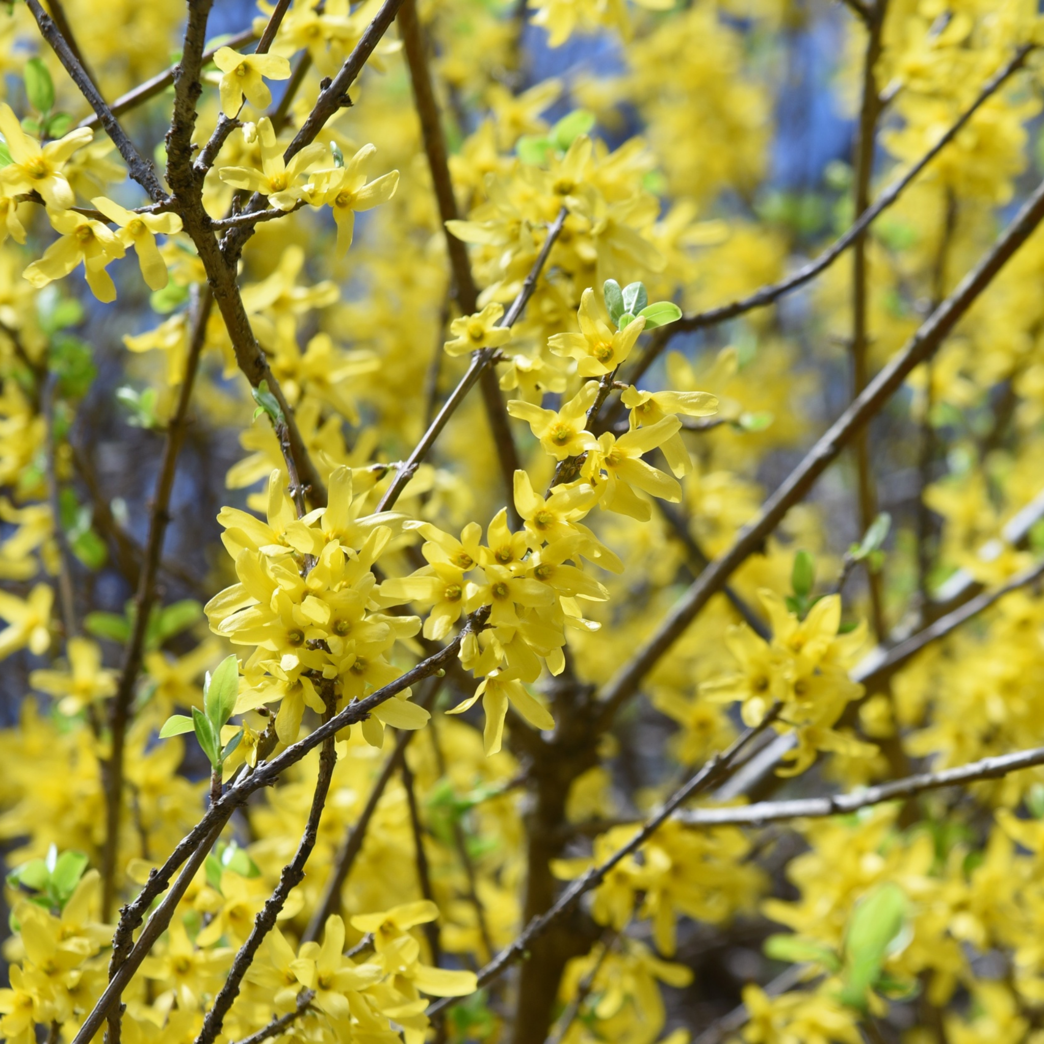 Border Forsythia - Forsythia intermedia Beatrix Farrand