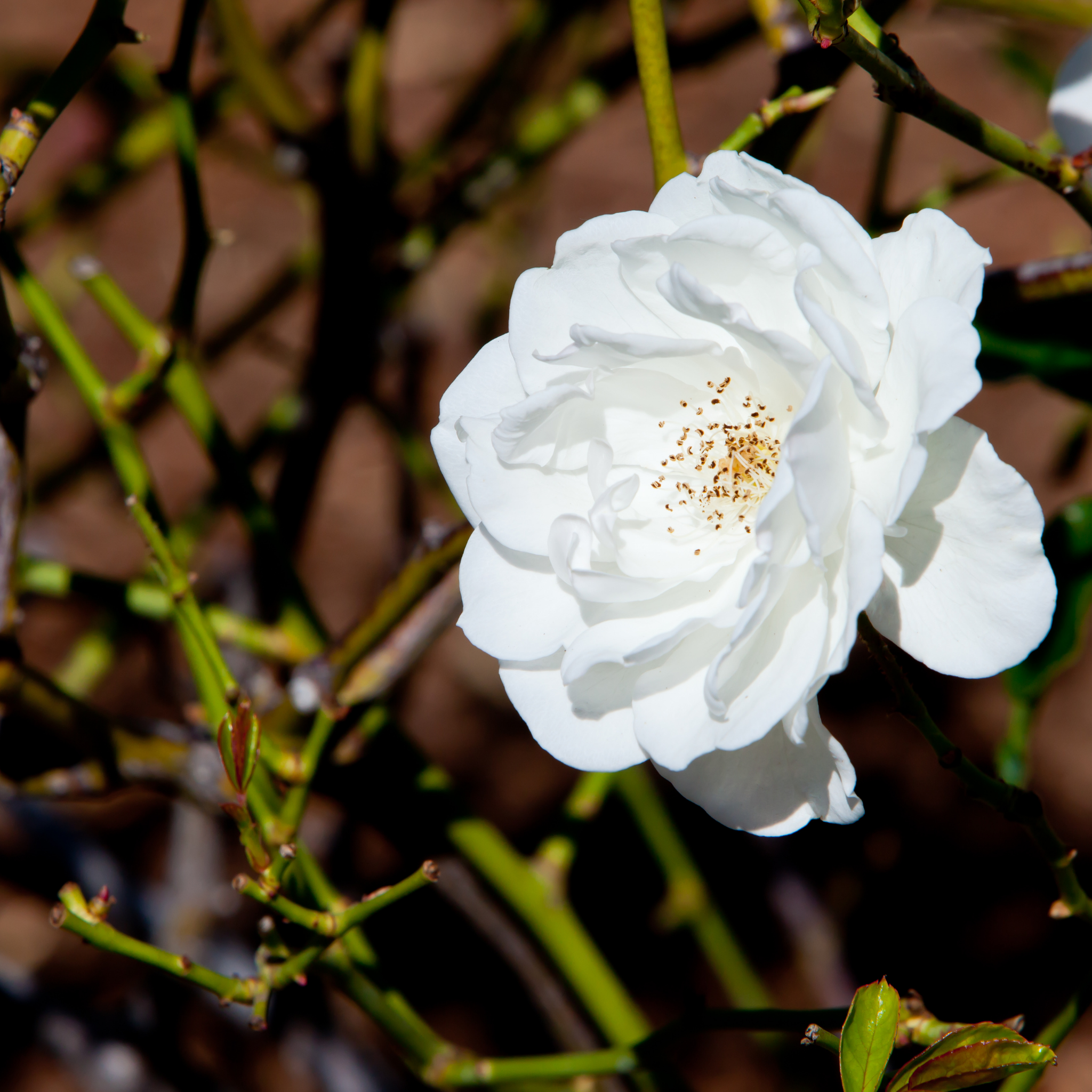 Iceberg Floribunda Rose - Rosa Iceberg