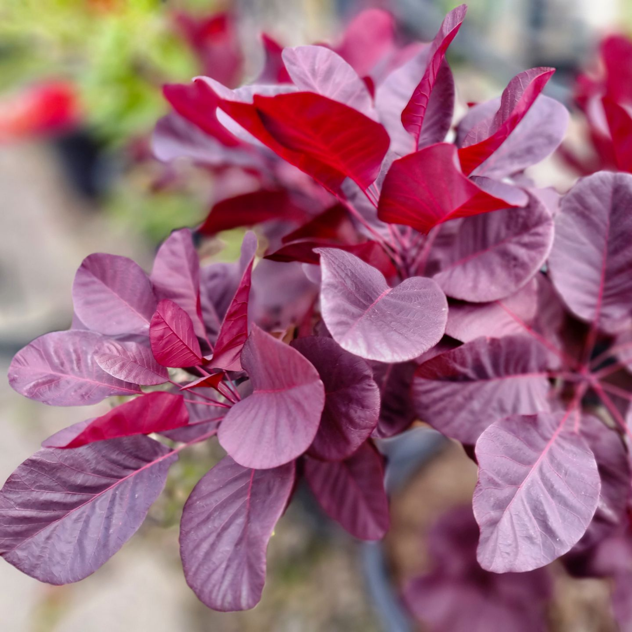 Cotinus coggygria Royal Purple Smoke Tree - Cotinus coggygria Royal Purple