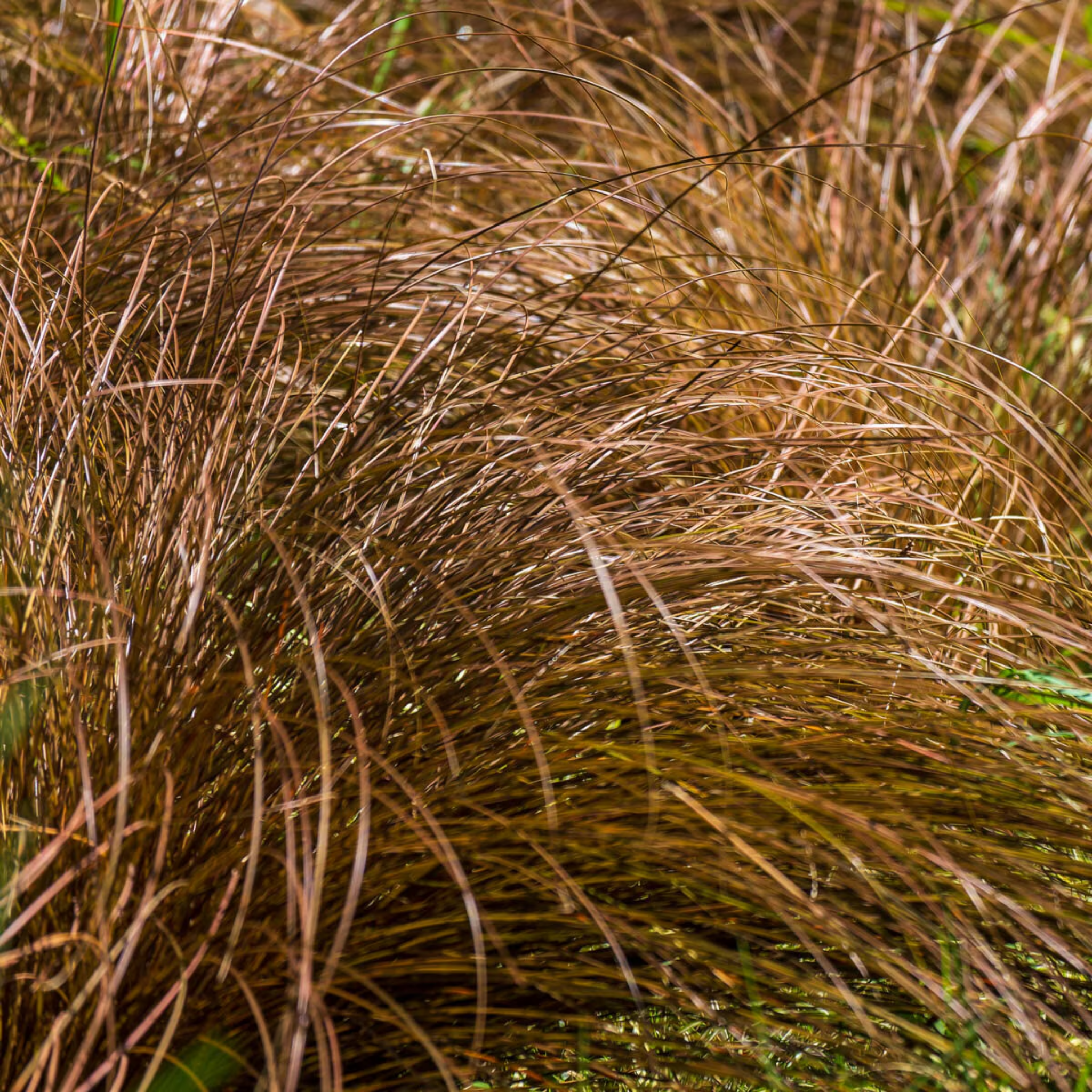 Close-up of brown grasses swaying in the wind