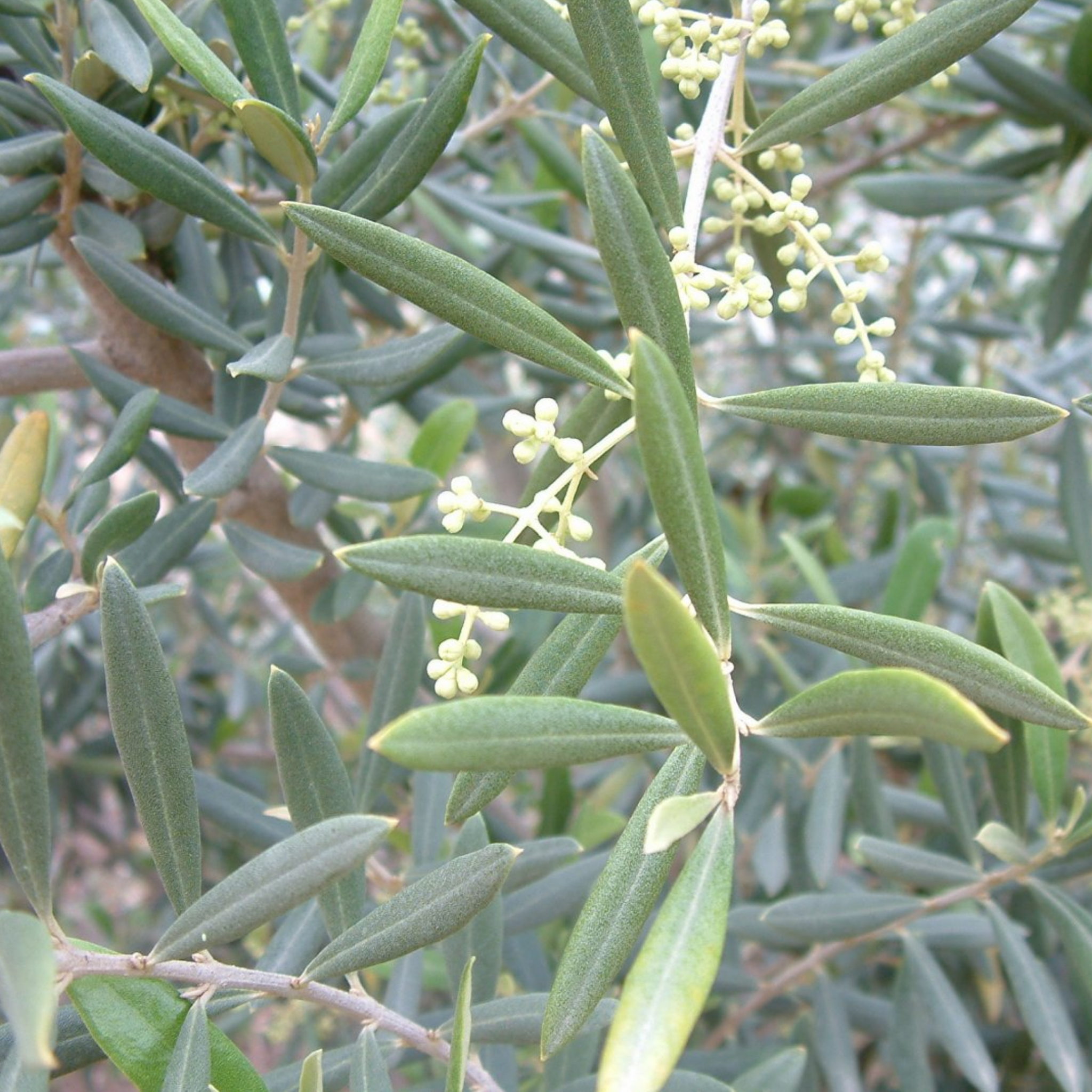 Swan Hill Olive Tree - Olea europaea Swan Hill (non-fruiting tree)