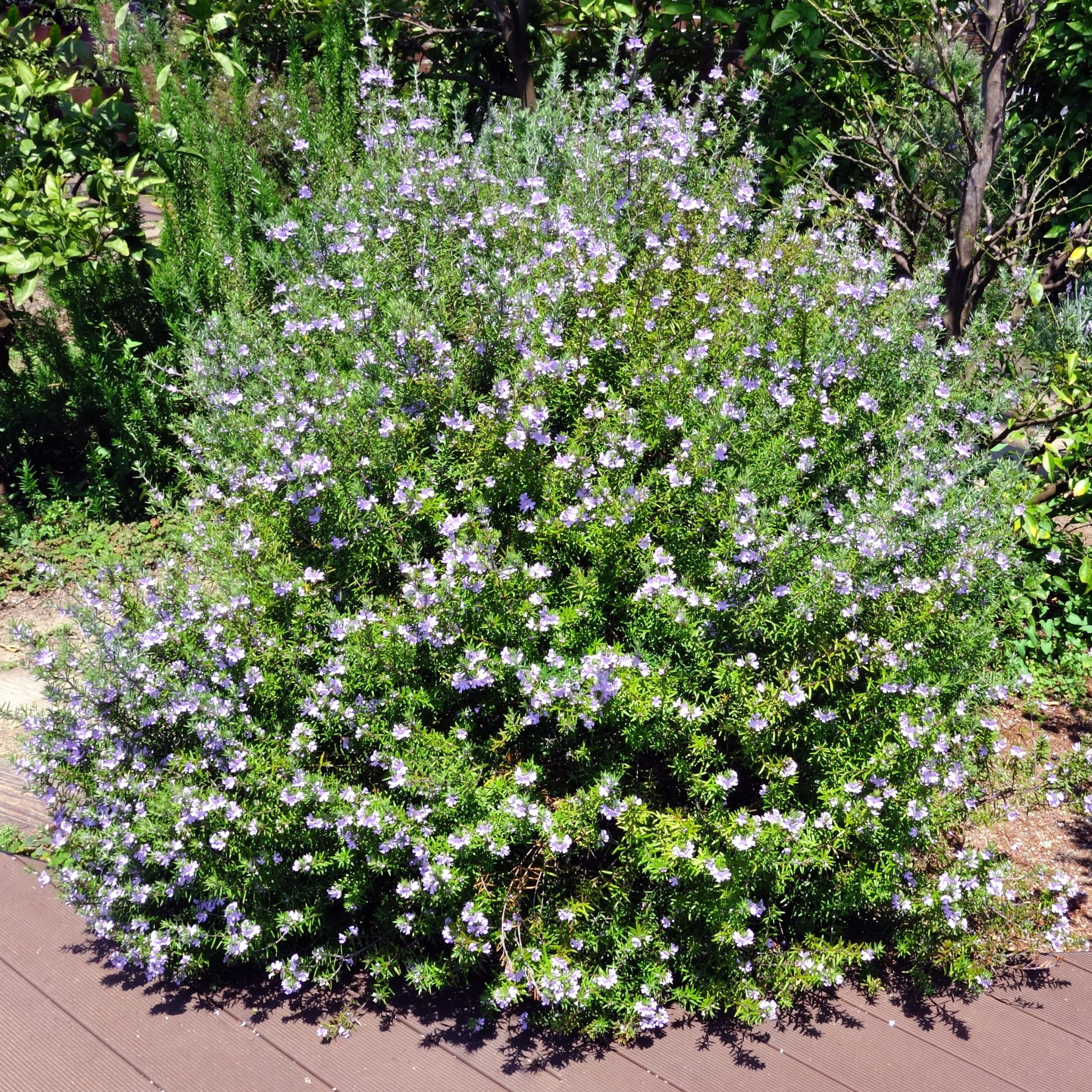 Coastal Rosemary Naringa - Westringia fruticosa Naringa PBR