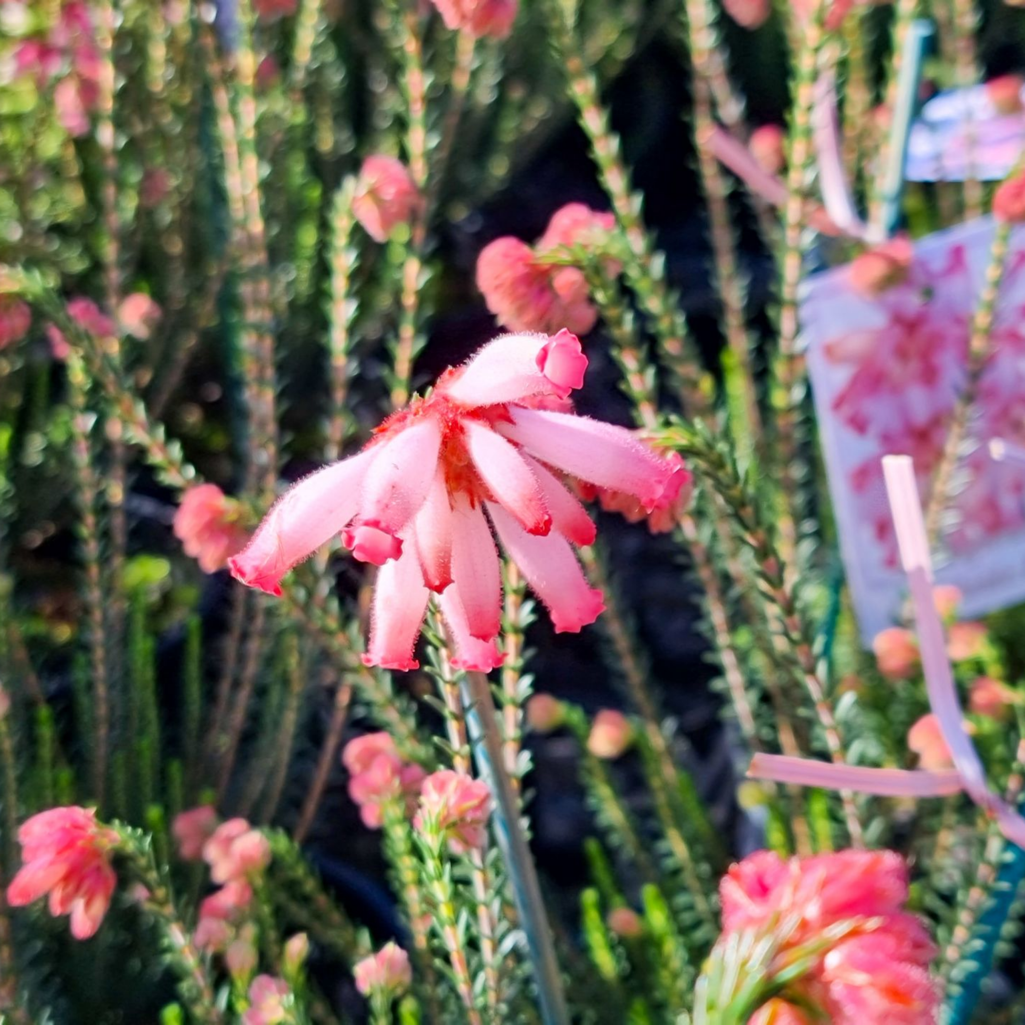Pink Fire Erica - Erica cerinthoides