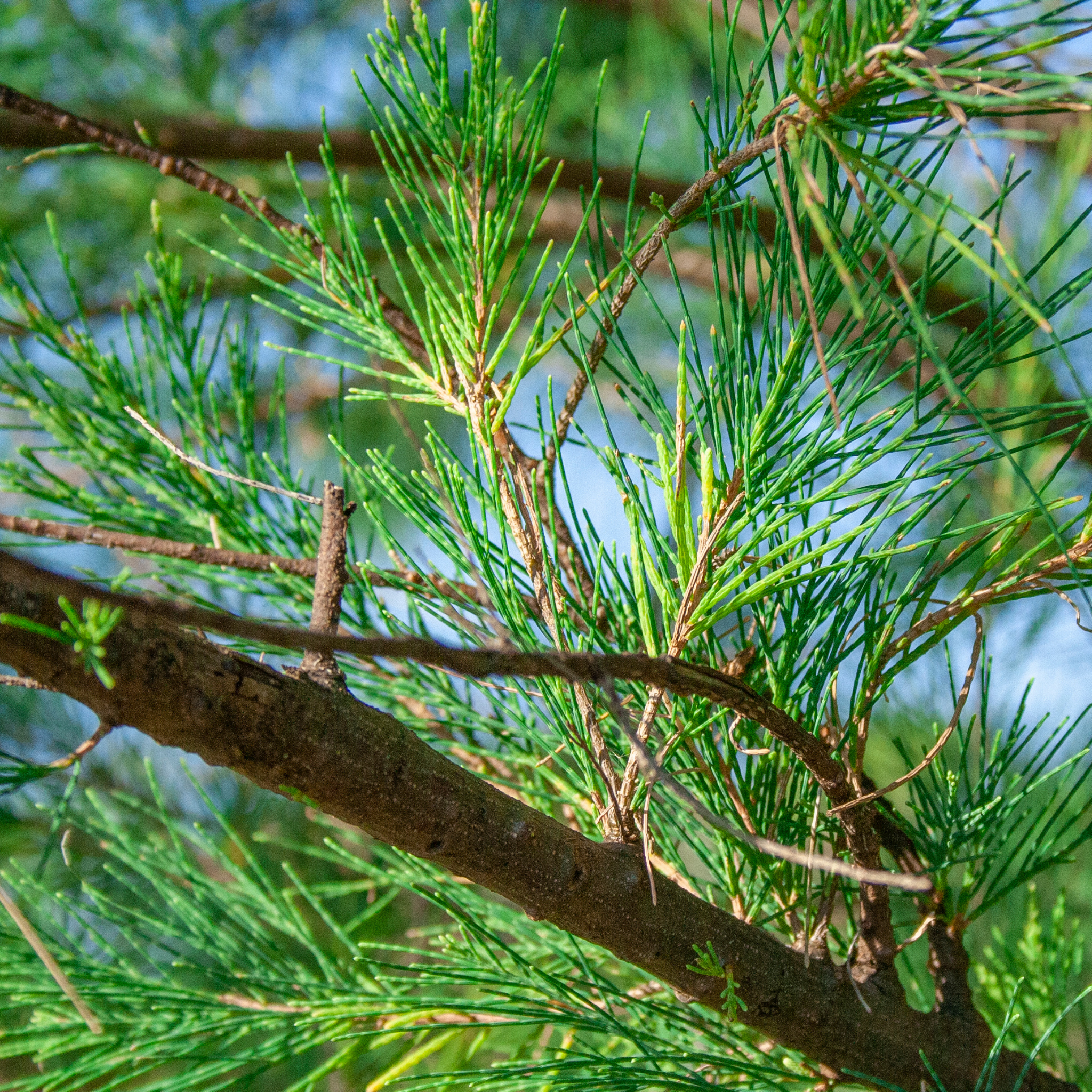 Close-up of a tree branch with green leaves and branches