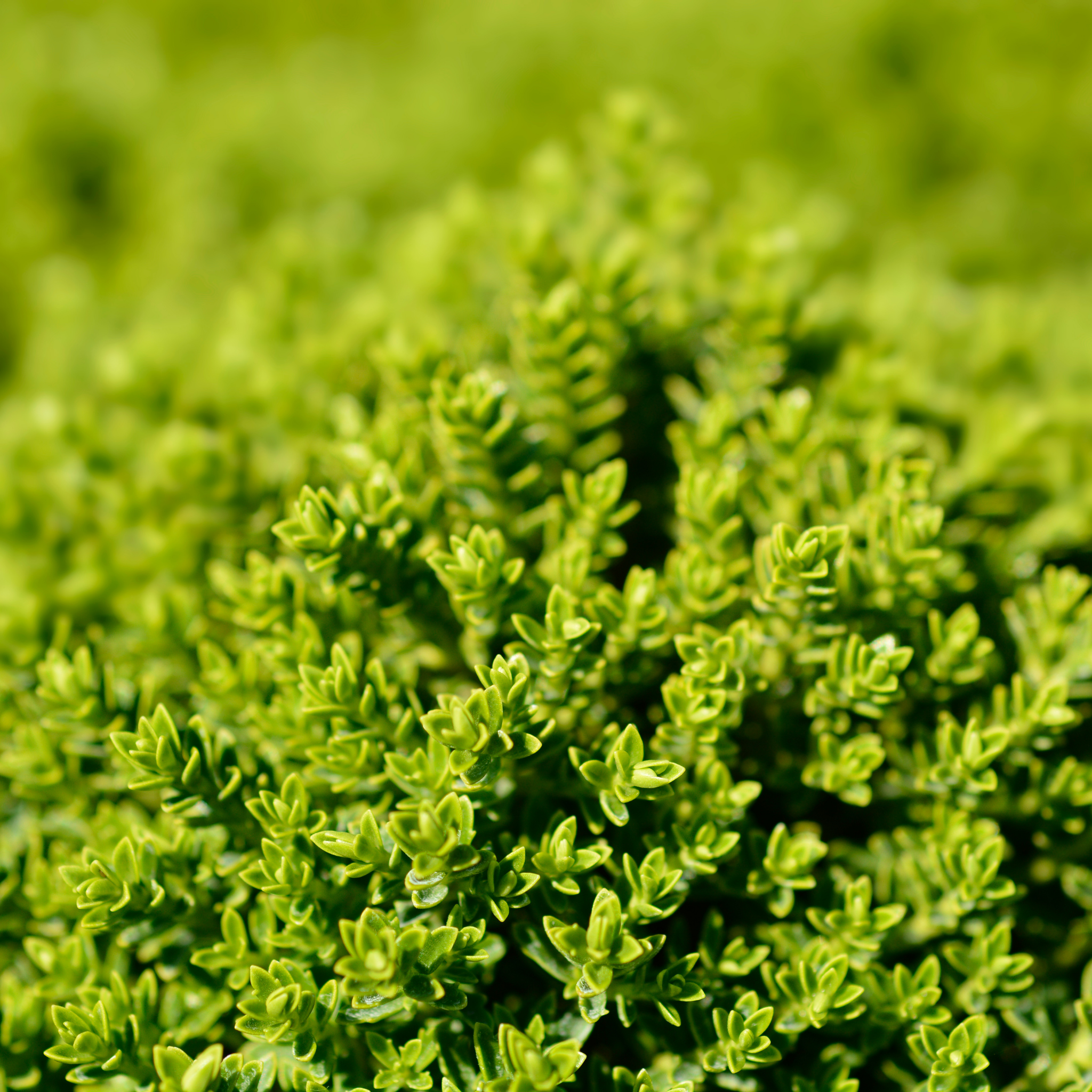 Shrubby Veronica Emerald Green - Hebe hybrida 'Emerald Green'