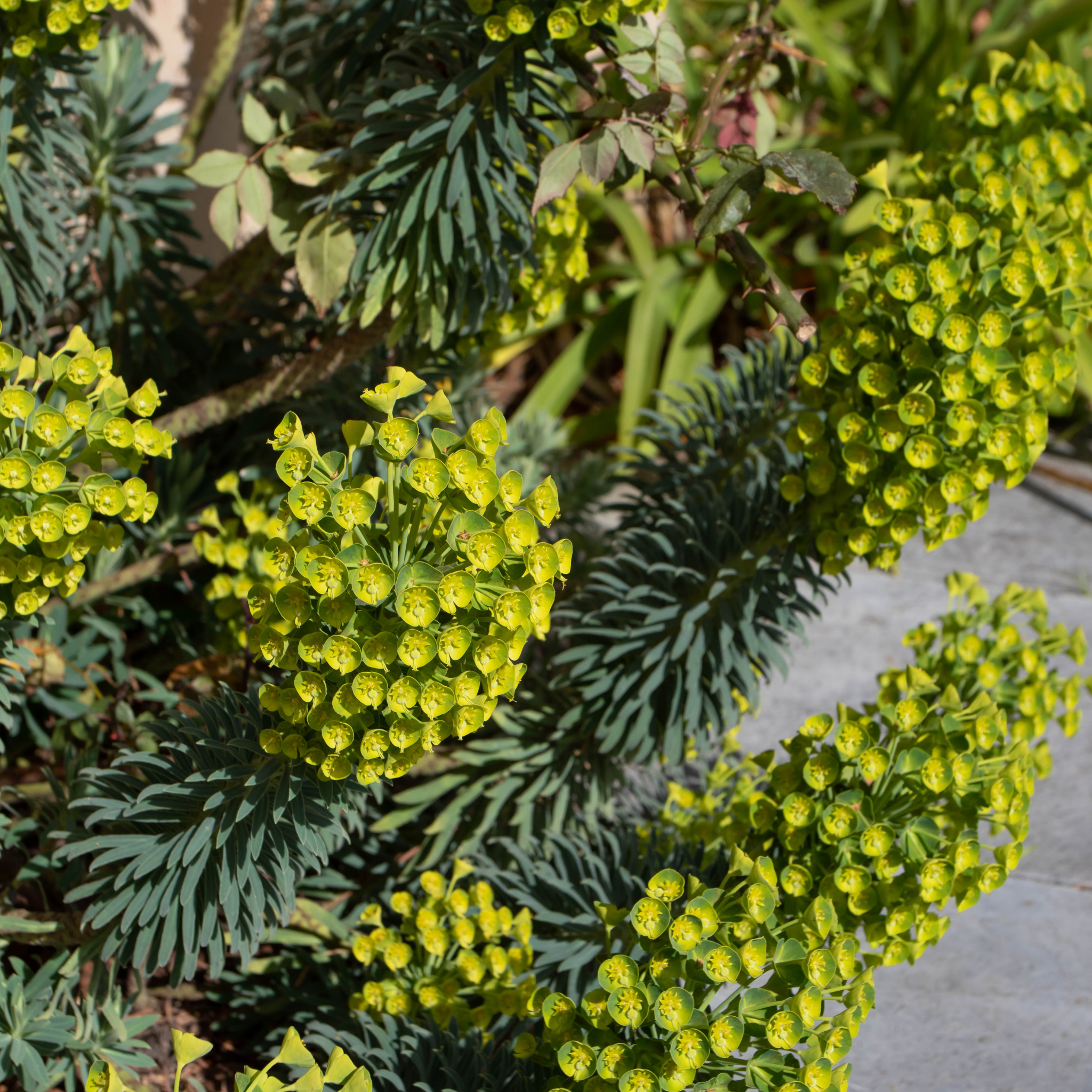 Mediterranean Spurge - Euphorbia characias wulfenii