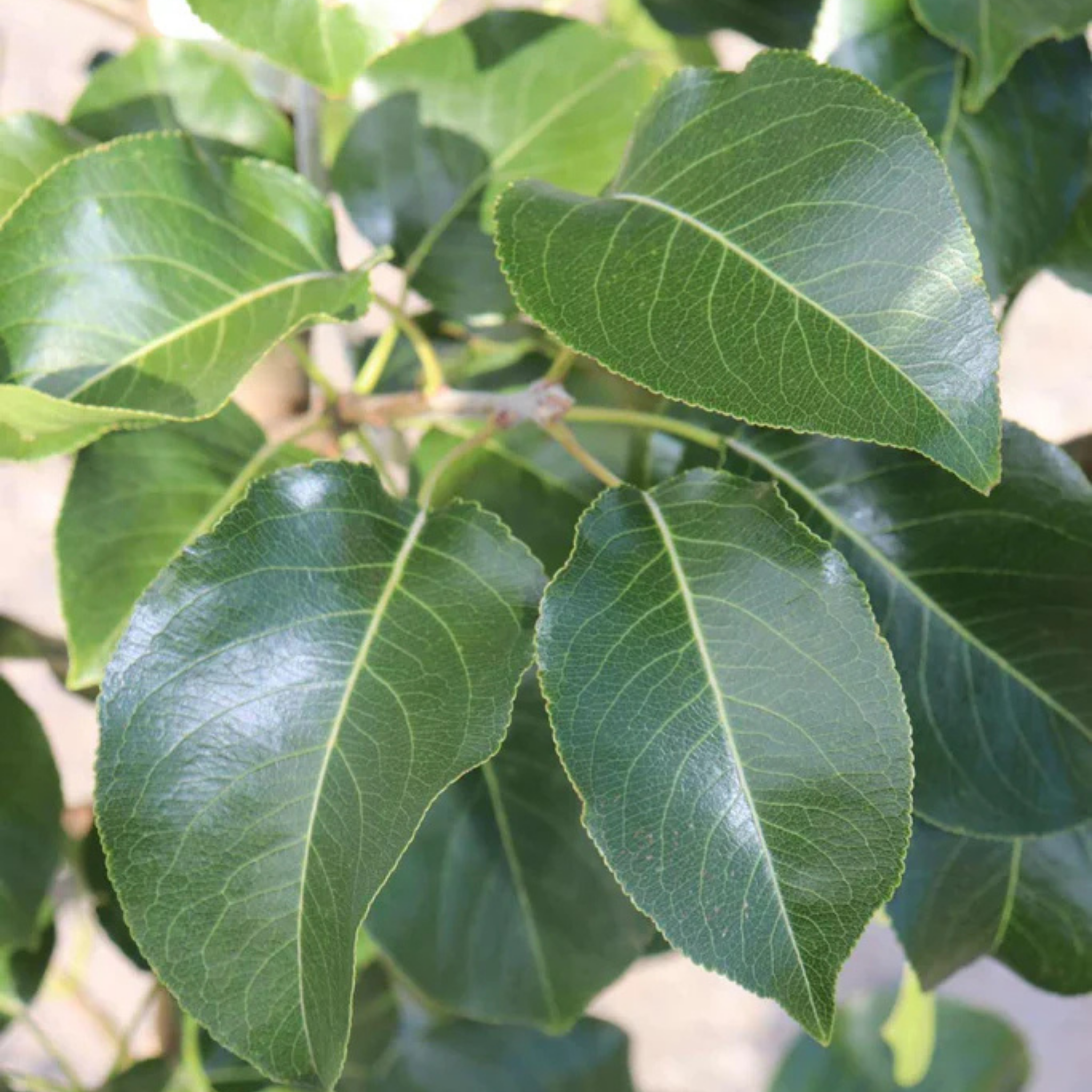 Ornamental Callery Pear Capital - Pyrus calleryana Capital
