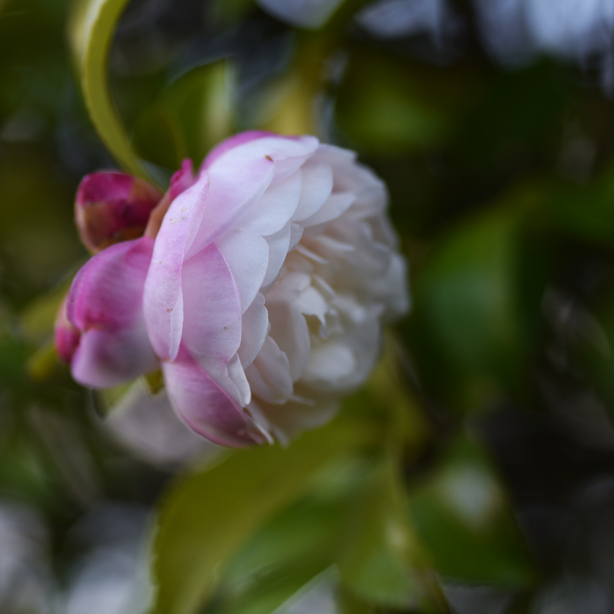 Camellia Paradise Blush - Camellia sasanqua 'Paradise Blush'