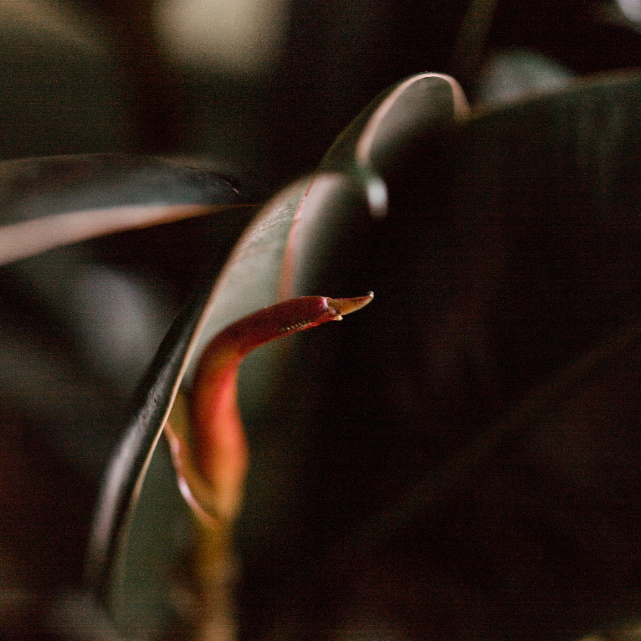 Burgundy Rubber Tree Plant - Ficus elastica Burgundy
