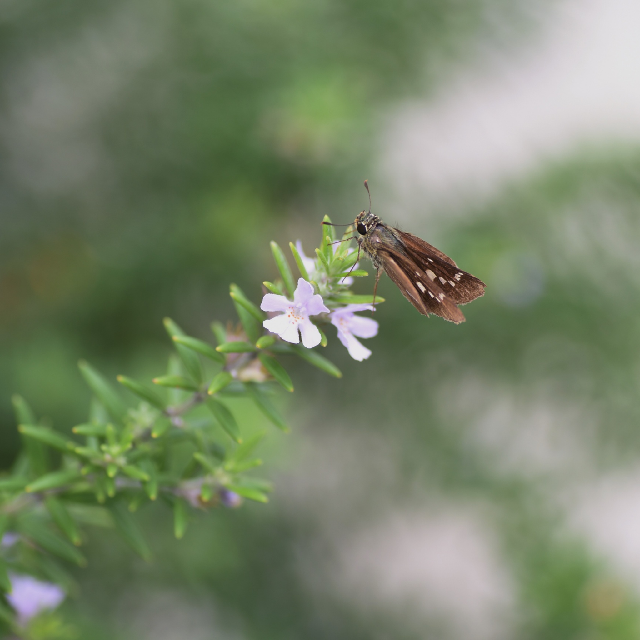 Coastal Rosemary Jervis Gem - Westringia fruticosa Jervis Gem