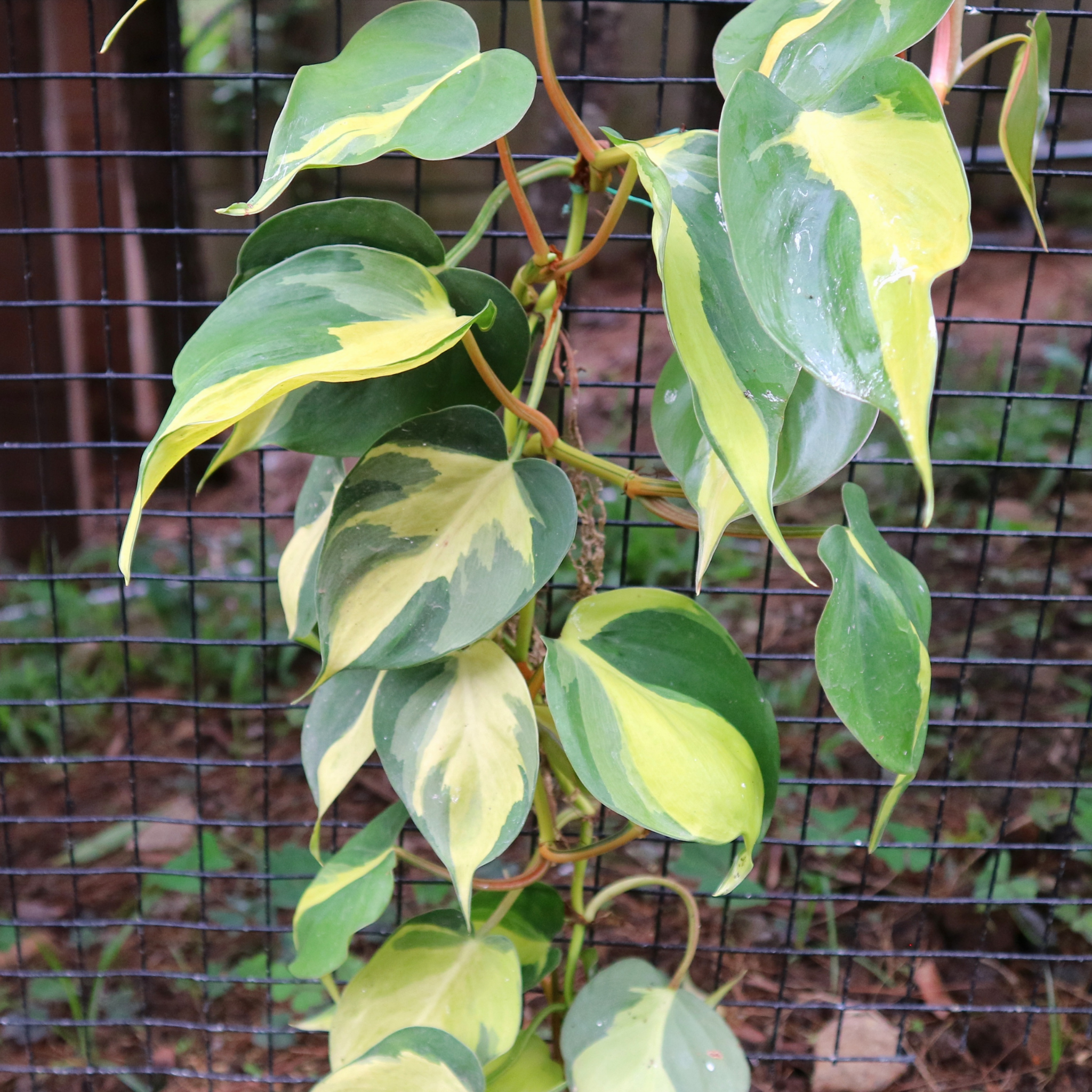 Heart Leaf Philodendron - Philodendron hederaceum Brasil