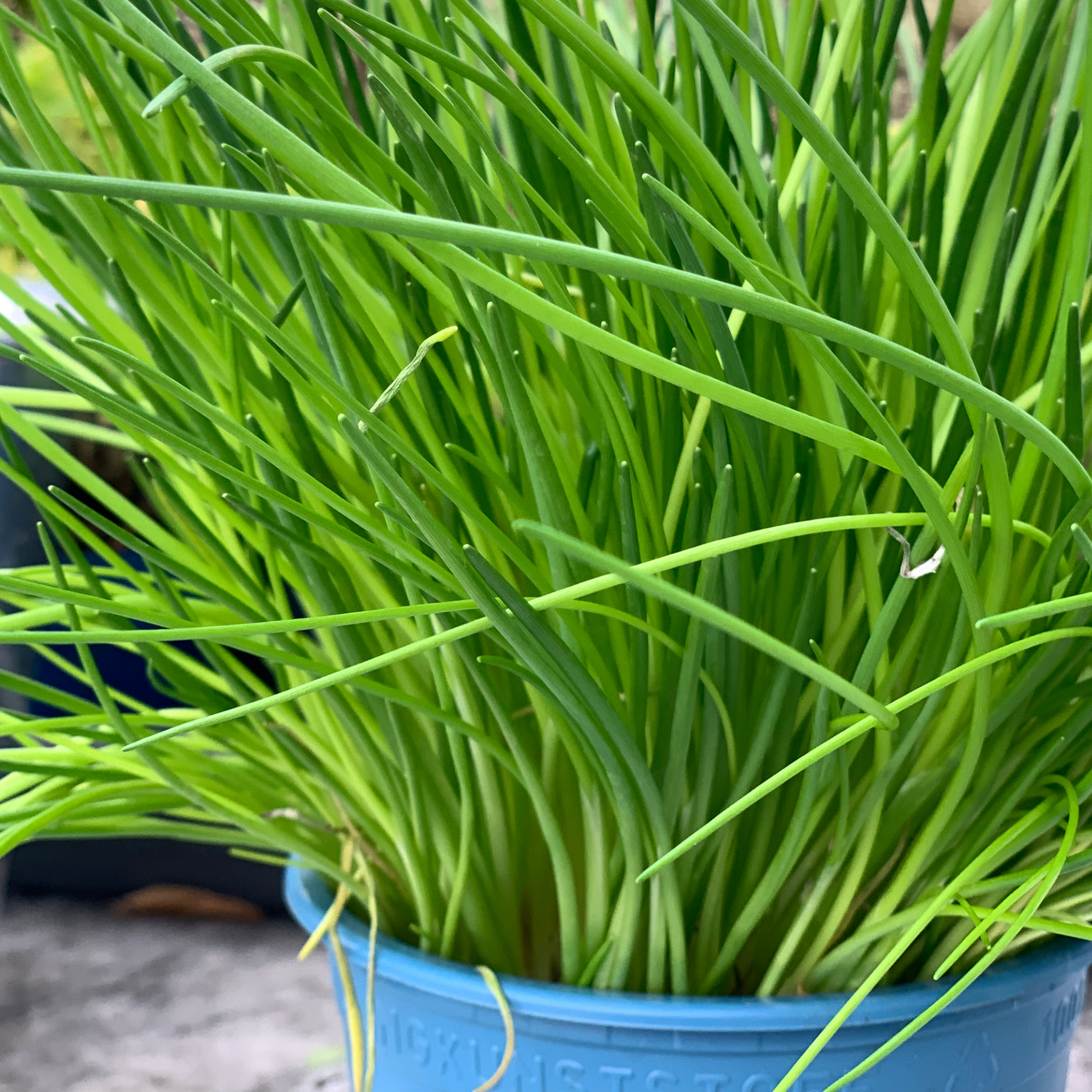 Chives - Allium schoenoprasum